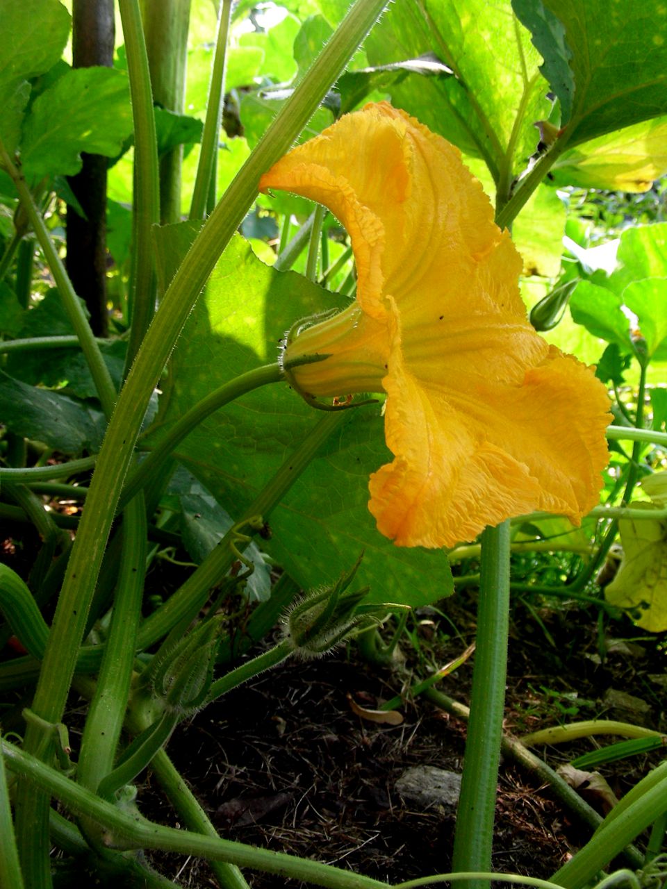 গুয়াদেলুপে তোলা Cucurbita moschata প্রজাতির কুমড়ার একটি পুরুষ ফুল; সরু বোঁটার ওপর ফোটা এই ফুলের পাপড়ির নিচে কোনো ফোলা অংশ নেই। ছবি: Fpalli / উইকিমিডিয়া কমন্স (CC BY-SA 3.0)
