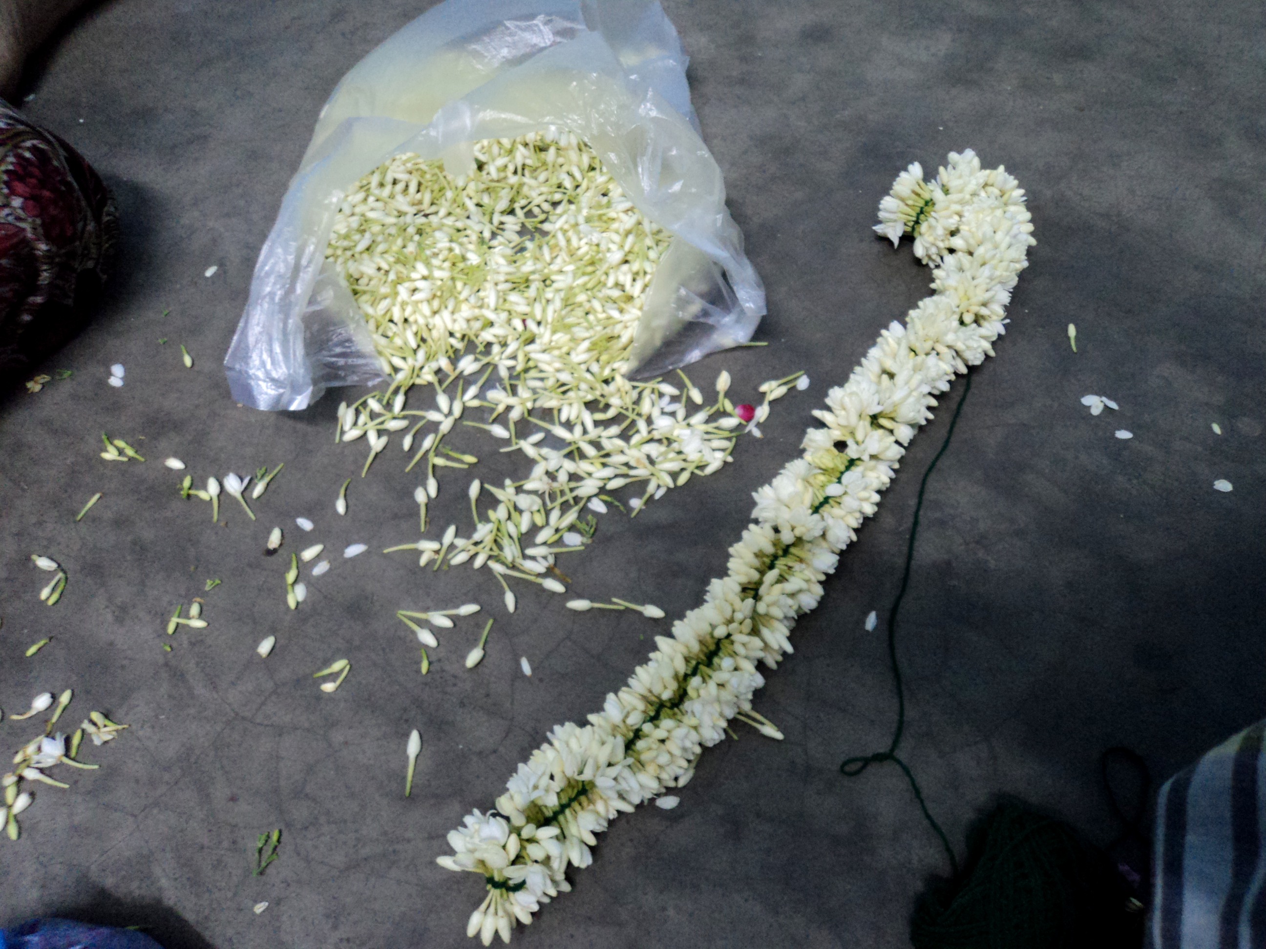 ভারতের তামিলনাড়ুতে জুঁইজাতীয় ফুলের কুঁড়ি দিয়ে গাঁথা মালা। ছবি: தகவலுழவன் / উইকিমিডিয়া কমন্স (CC BY-SA 3.0)