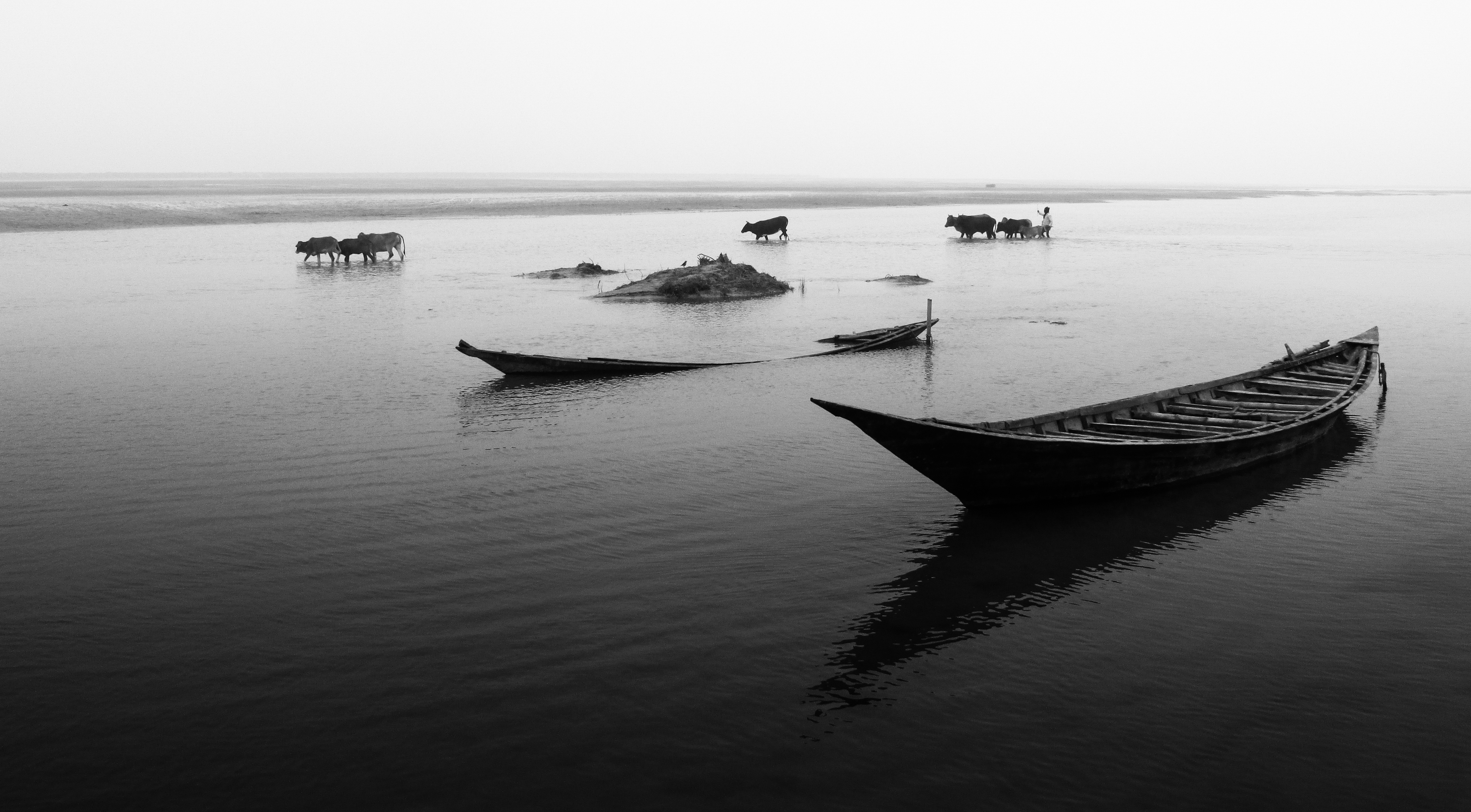 কুষ্টিয়া জেলায় নদী পার হচ্ছে গবাদিপশু, জানুয়ারি ২০১৪। ছবি: Enamur Reza / উইকিমিডিয়া কমন্স (CC BY 2.0)