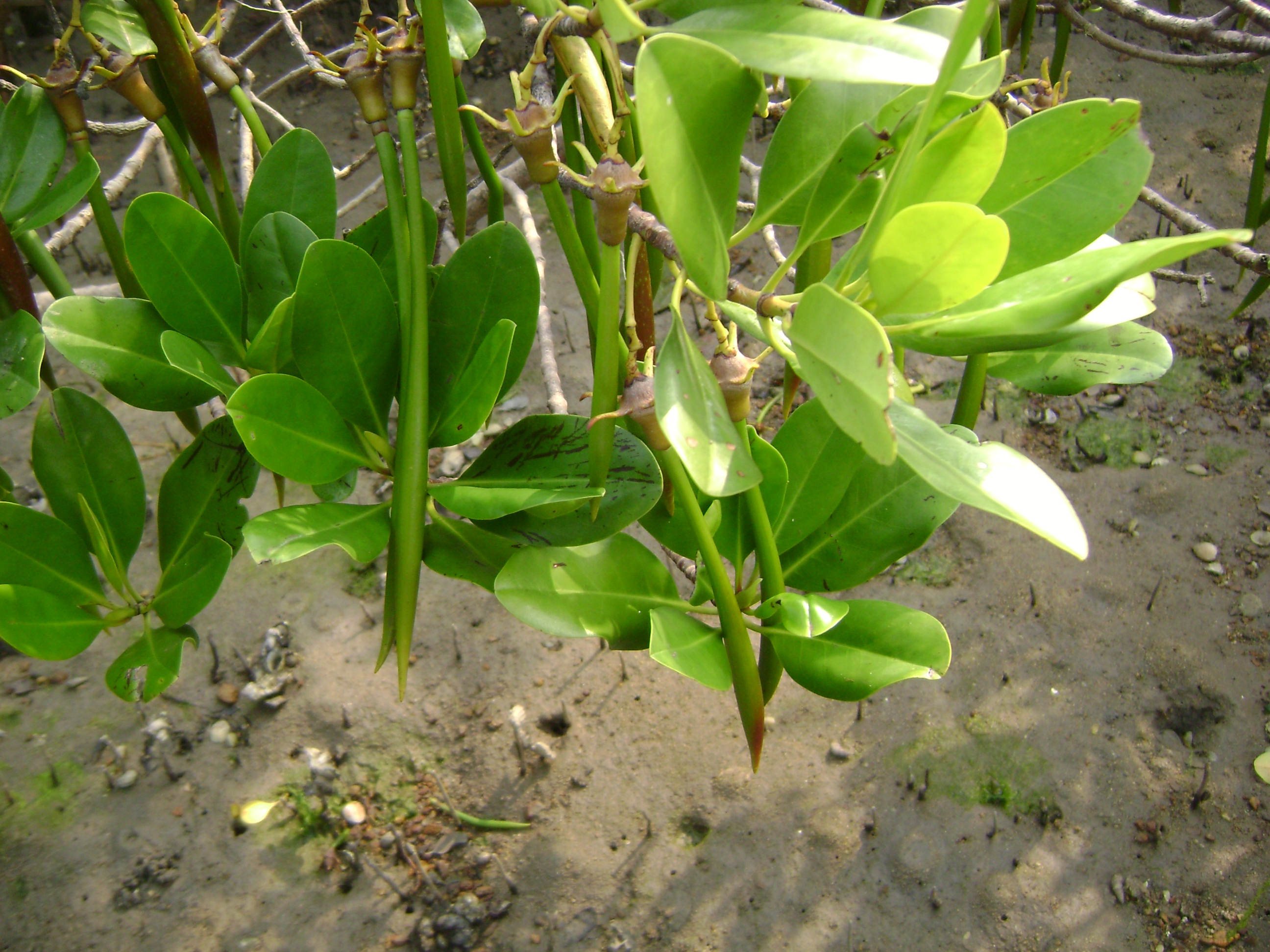 দক্ষিণ চীনের উপকূলের ম্যানগ্রোভ প্রজাতি কান্দেলিয়া ওবোভাটা, হংকংয়ের টিং কক এলাকায় তোলা। ছবি: Itsmine / উইকিমিডিয়া কমন্স (CC BY-SA 3.0)
