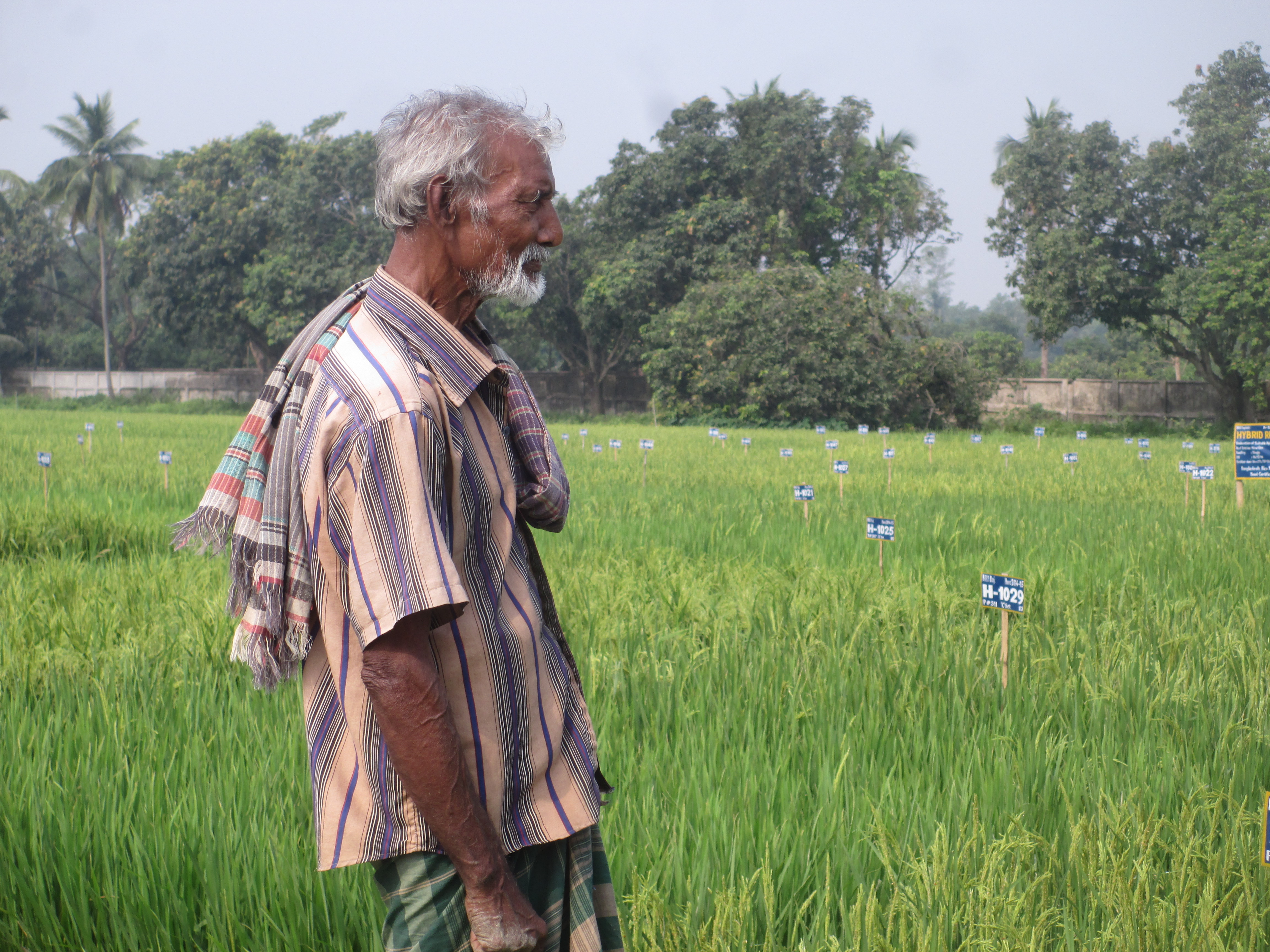 রাজশাহীর একটি মাঠে এক কৃষক, ছবিটি ২০১৫ সালের এপ্রিলে তোলা। ছবি: Nasir4501 / উইকিমিডিয়া কমন্স (CC BY-SA 4.0)