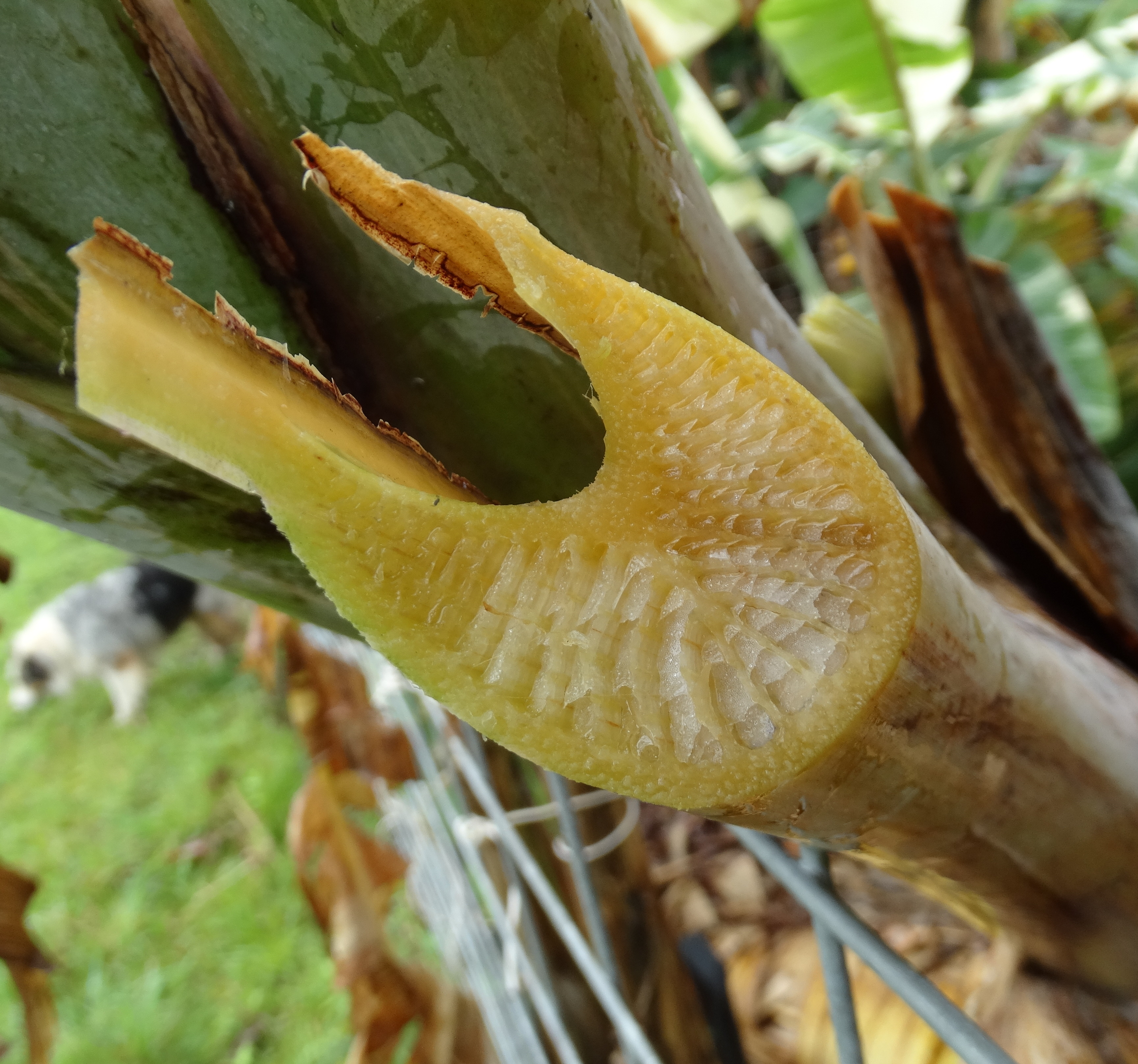 ফিউজেরিয়াম উইল্টে (রেস ১) আক্রান্ত কোয়া এ কেয়া জাতের একটি কলাগাছের হলুদ হয়ে ঢলে পড়া পাতা; প্রাসঙ্গিক ছবি। ছবি: Plant pests and diseases / উইকিমিডিয়া কমন্স (CC0)