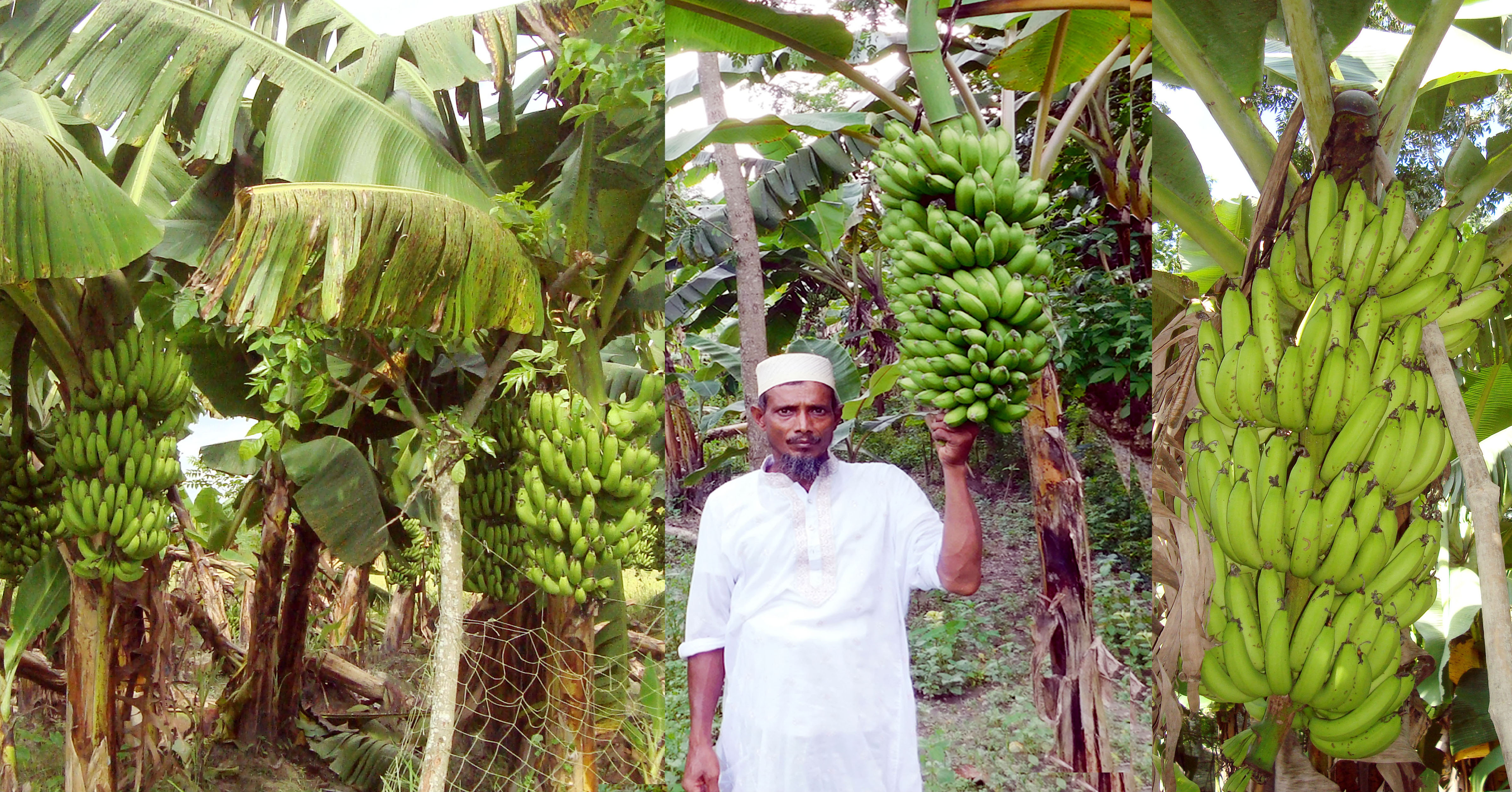 চাঁদপুরের মতলবে একটি কলাবাগান, ২০১৯ সালের সেপ্টেম্বরে তোলা। ছবি: DelwarHossain / উইকিমিডিয়া কমন্স (CC BY-SA 4.0)