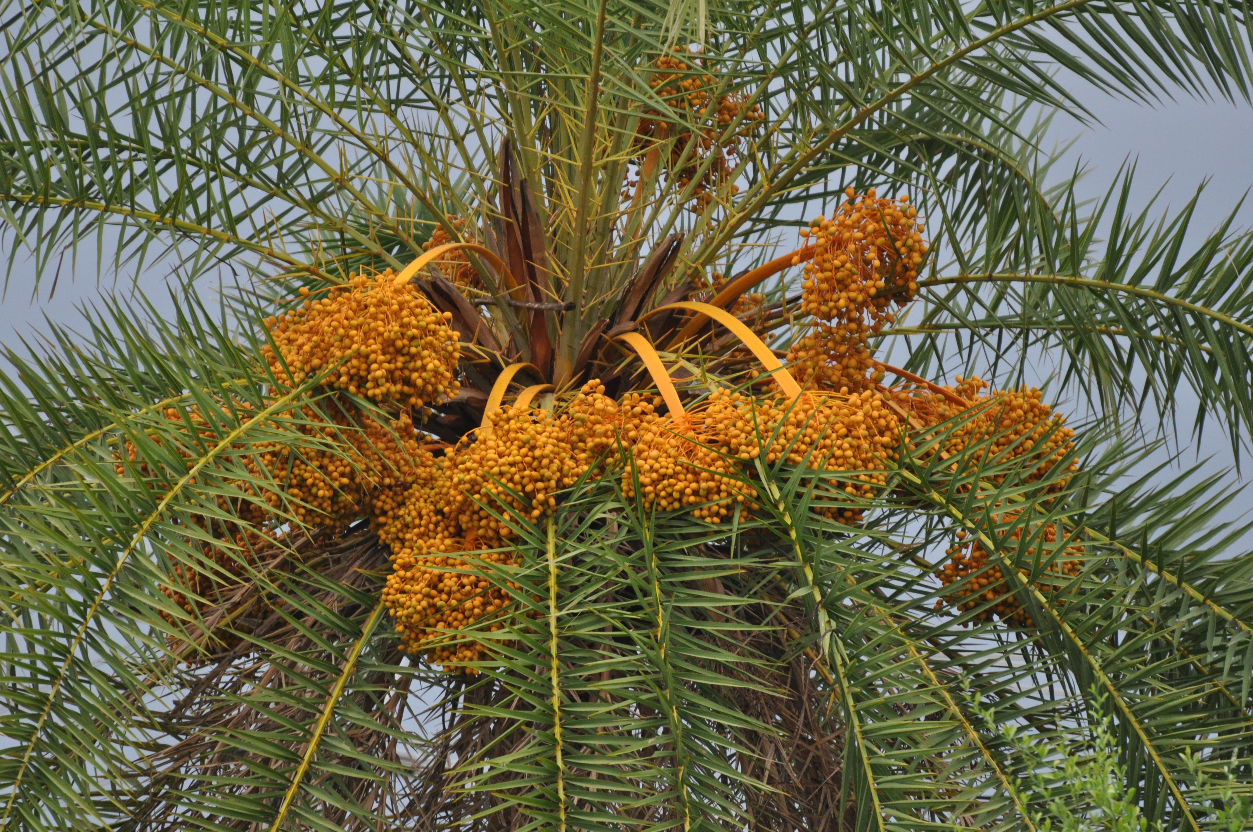 ফলসহ একটি খেজুরগাছ (Phoenix sylvestris)। ছবি: HPNadig / উইকিমিডিয়া কমন্স (CC BY-SA 3.0)