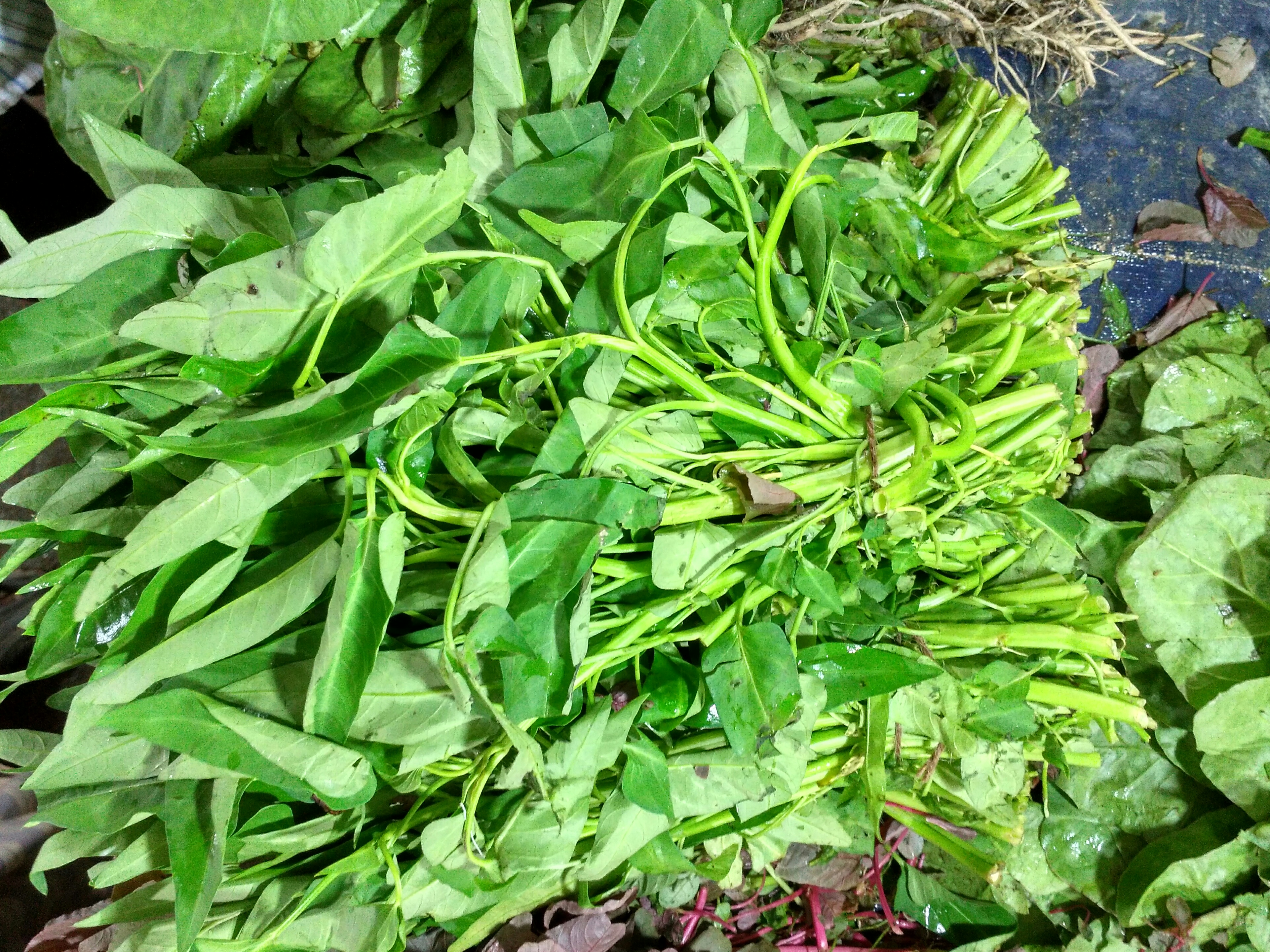 ঢাকার মগবাজারের একটি কাঁচাবাজারে বিক্রির জন্য রাখা কলমি শাক, টবে সহজে ফলানো যায় এমন শাকের একটি। ছবি: Salim Khandoker / উইকিমিডিয়া কমন্স (CC BY-SA 3.0)