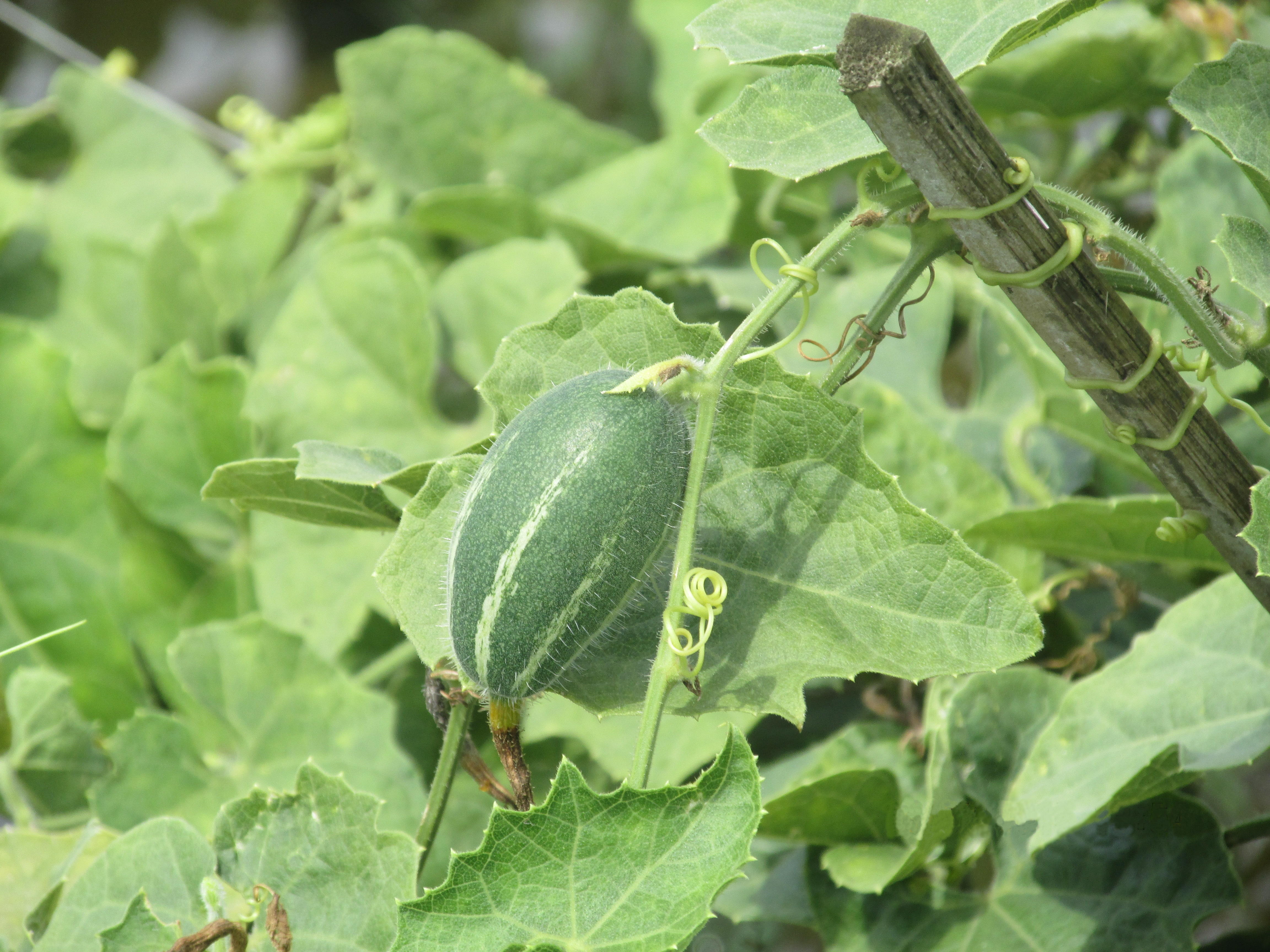 পটোল (Trichosanthes dioica)। ছবি: Engr.Raju / উইকিমিডিয়া কমন্স (CC BY-SA 4.0)