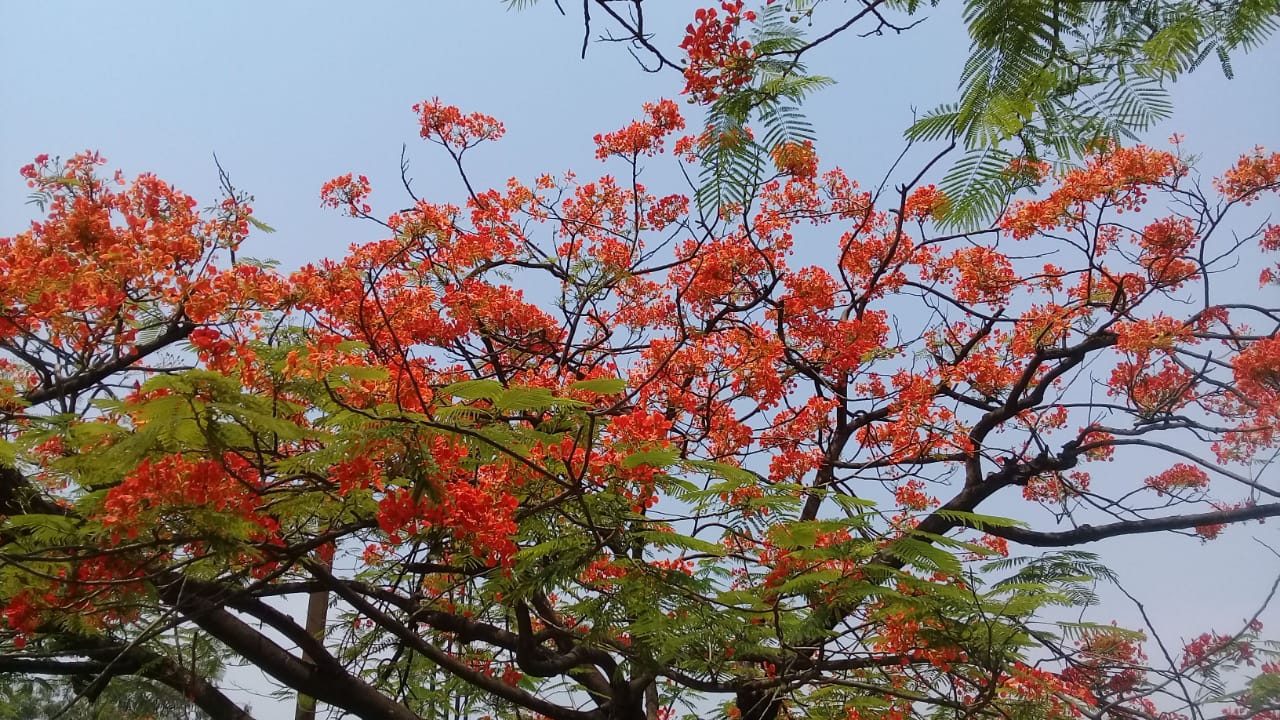 ঢাকায় জাতীয় সংসদ ভবনের পেছনে ক্রিসেন্ট লেকের পাশে ফুটে থাকা কৃষ্ণচূড়া। ছবি: Hopeoflight / উইকিমিডিয়া কমন্স (CC BY-SA 4.0)