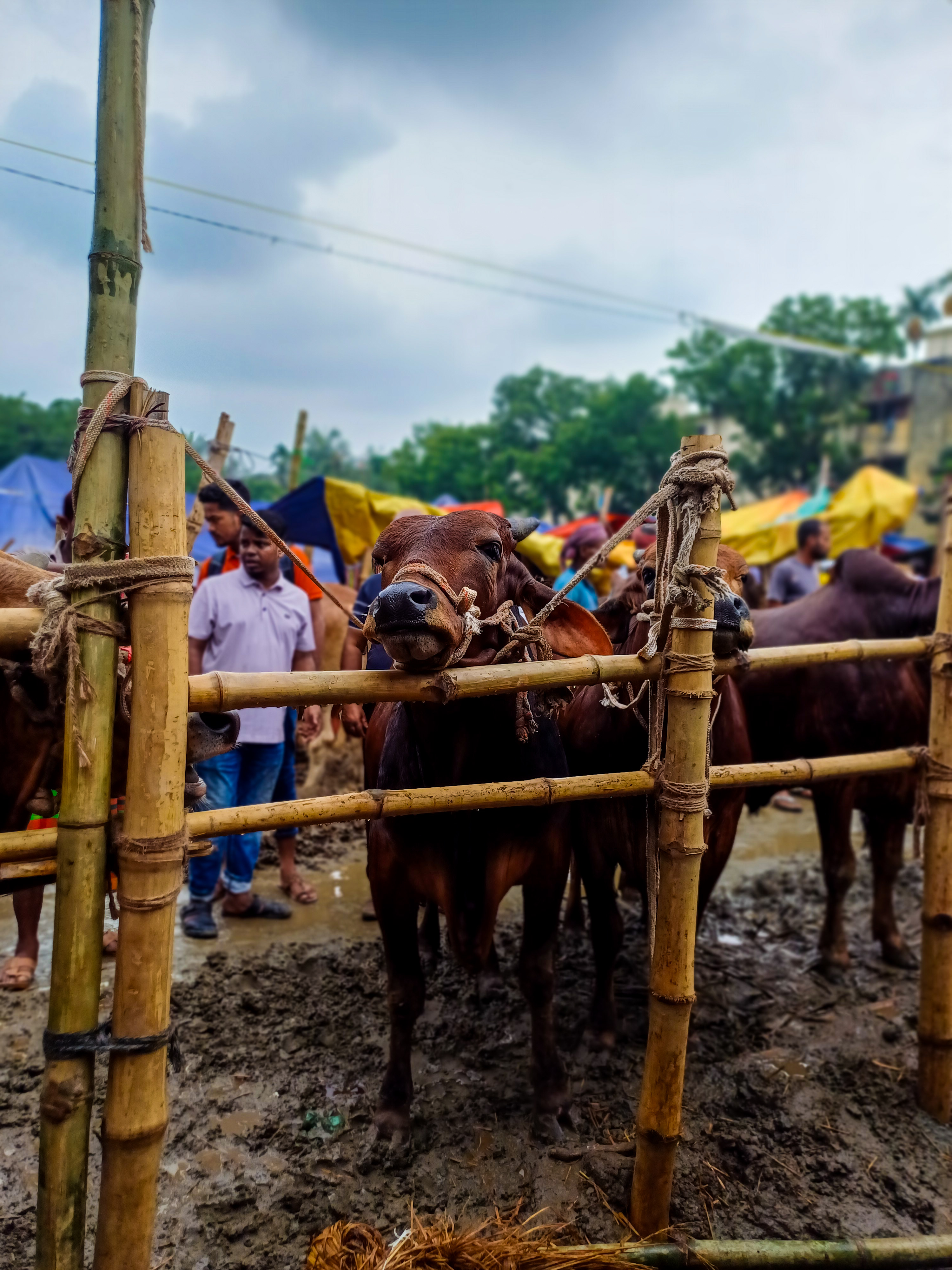 ঢাকার শাহজাহানপুরে কোরবানির পশুর হাট, জুন ২০২৫। ছবি: S.M.M.Musabbir Uddin / উইকিমিডিয়া কমন্স (CC BY-SA 4.0)