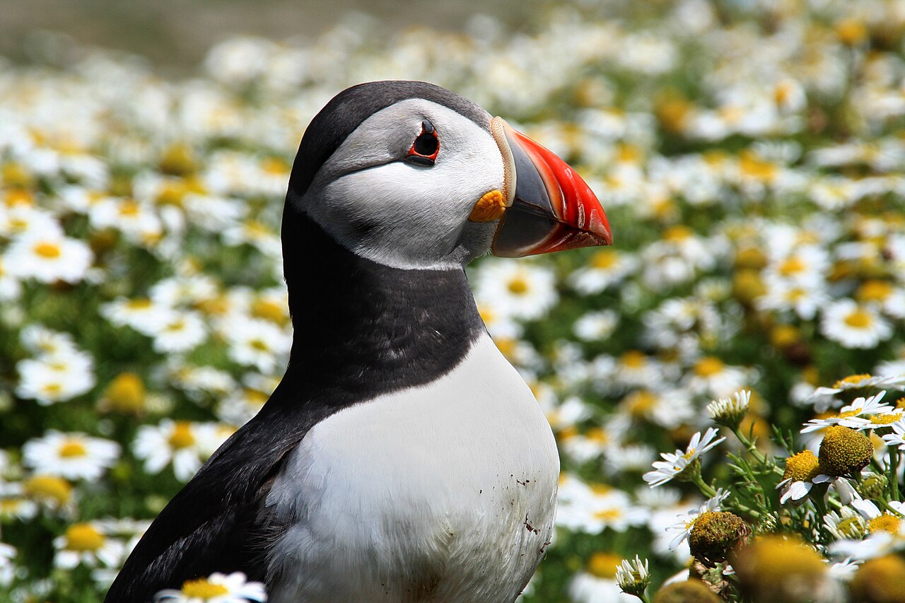 24,000 entries: highlights from Bird Photographer of the Year 2026