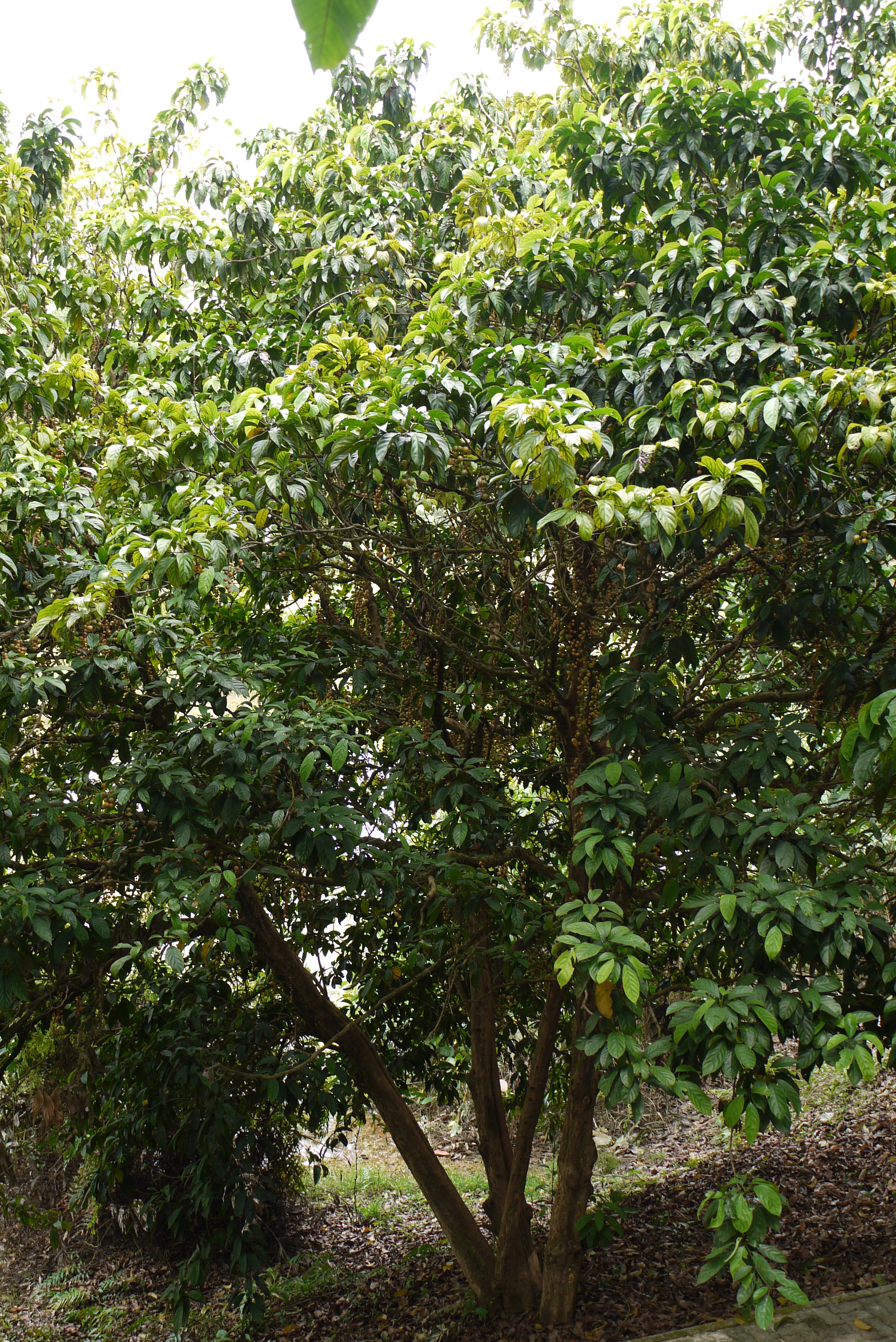 কাণ্ড ও ডালে ফল ধরা লটকনগাছ, মালয়েশিয়ার সেরদাংয়ে মার্ডির দুর্লভ ফলের জিনব্যাংকে। ছবি: NusHub / উইকিমিডিয়া কমন্স (CC BY-SA 3.0)