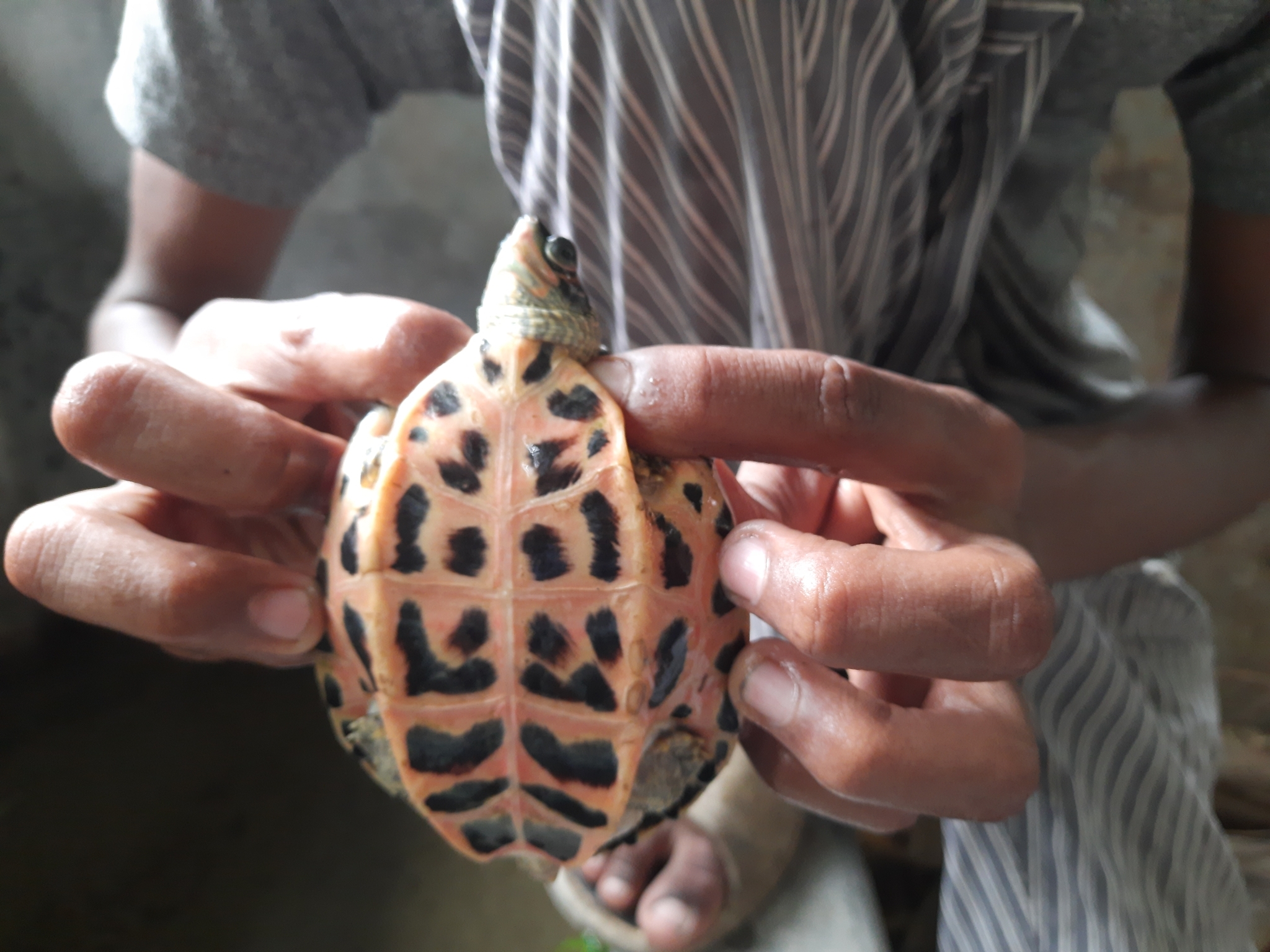 বাংলাদেশে তোলা একটি ইন্ডিয়ান রুফড টার্টল (Pangshura tecta)। খোকসায় উদ্ধার হওয়া তিনটি কাছিমের প্রজাতি জানানো হয়নি। ছবি: মহা বিদ্রোহী BUT রণ ক্লান্ত / উইকিমিডিয়া কমন্স (CC BY 4.0)