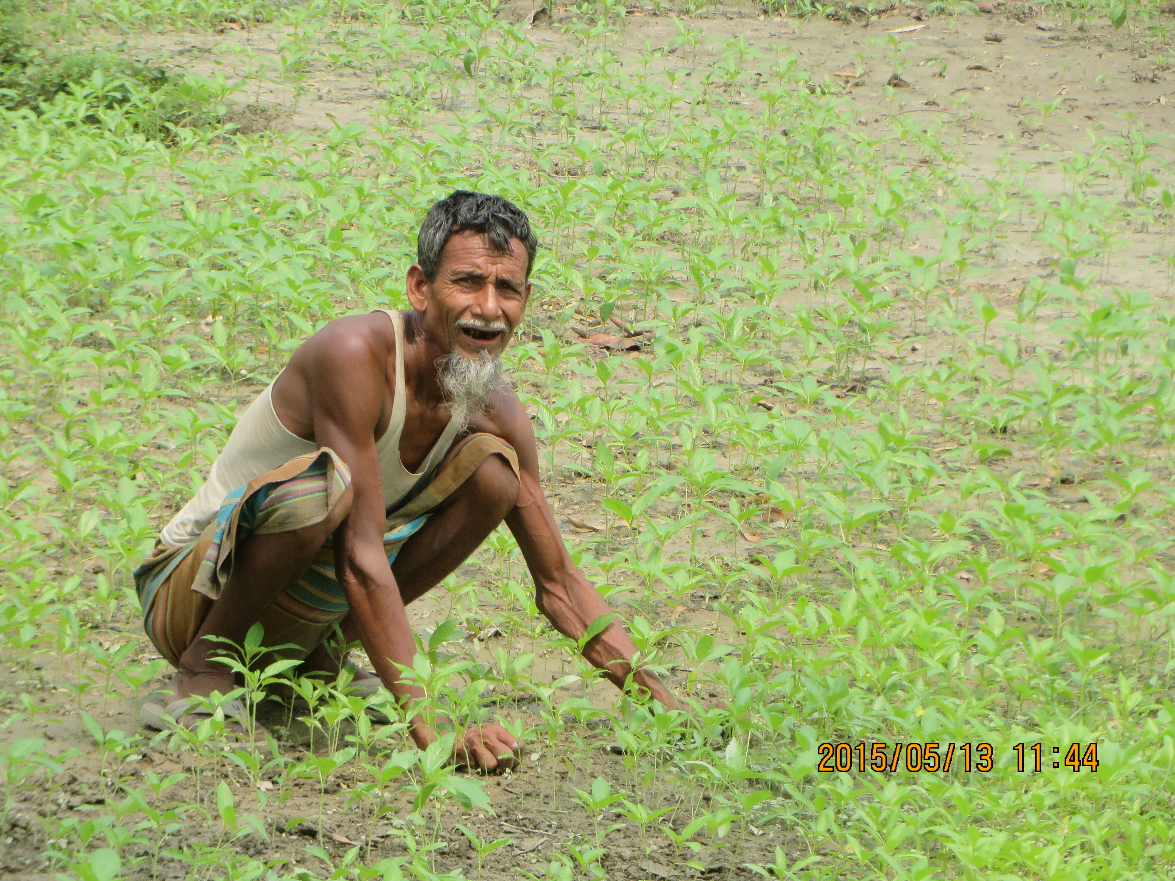 বাংলাদেশের একটি পাটখেতে কাজ করছেন এক কৃষক (২০১৫ সালের মে মাসে তোলা)। ছবি: Afifa Afrin / উইকিমিডিয়া কমন্স (CC BY-SA 3.0)