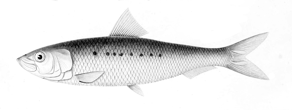 সার্ডিন প্রজাতি Sardinops sagax এর চিত্র; আফ্রিকান পেঙ্গুইন সবচেয়ে বেশি এই মাছের ওপর নির্ভর করে। ছবি: J. H. Richard / উইকিমিডিয়া কমন্স (পাবলিক ডোমেইন)