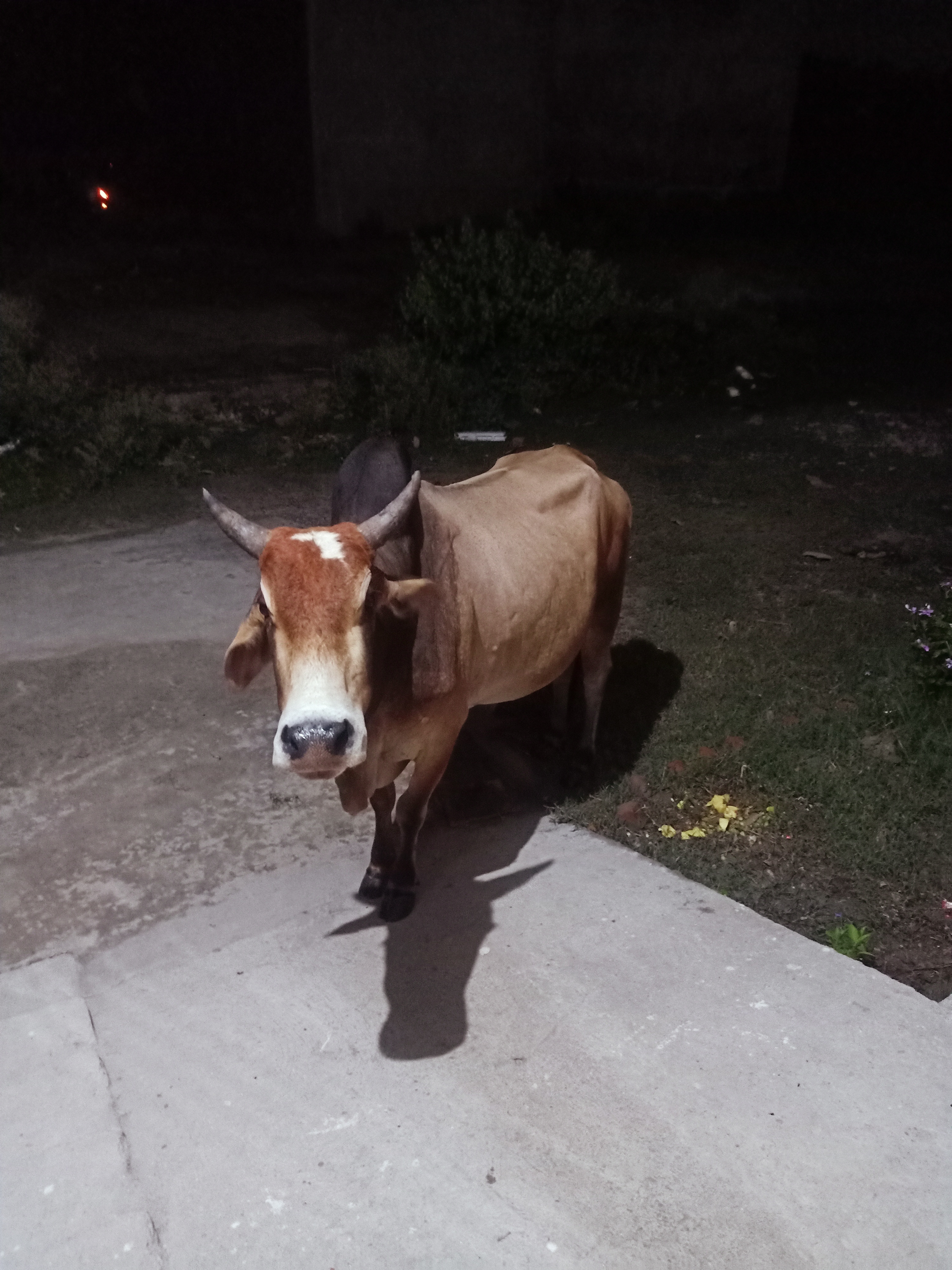 ভারতের লক্ষ্ণৌতে একটি শাহিওয়াল ষাঁড়; জাতটির ছবি, কলাপাড়ার গরুটির নয়। ছবি: Amogh Tripathi / উইকিমিডিয়া কমন্স (CC0)