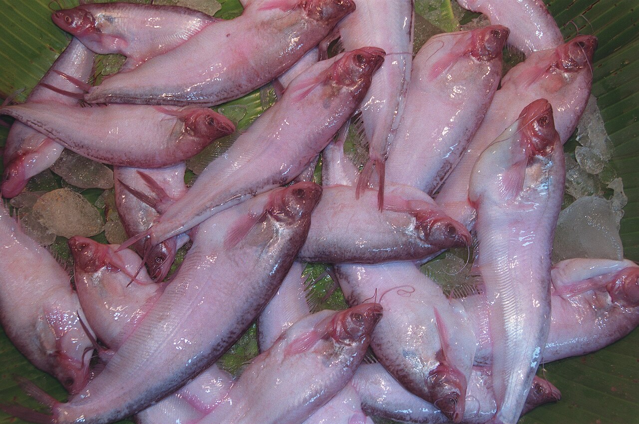 Pabda (Ompok pabda). Photo: Biswarup Ganguly / Wikimedia Commons (CC BY 3.0)