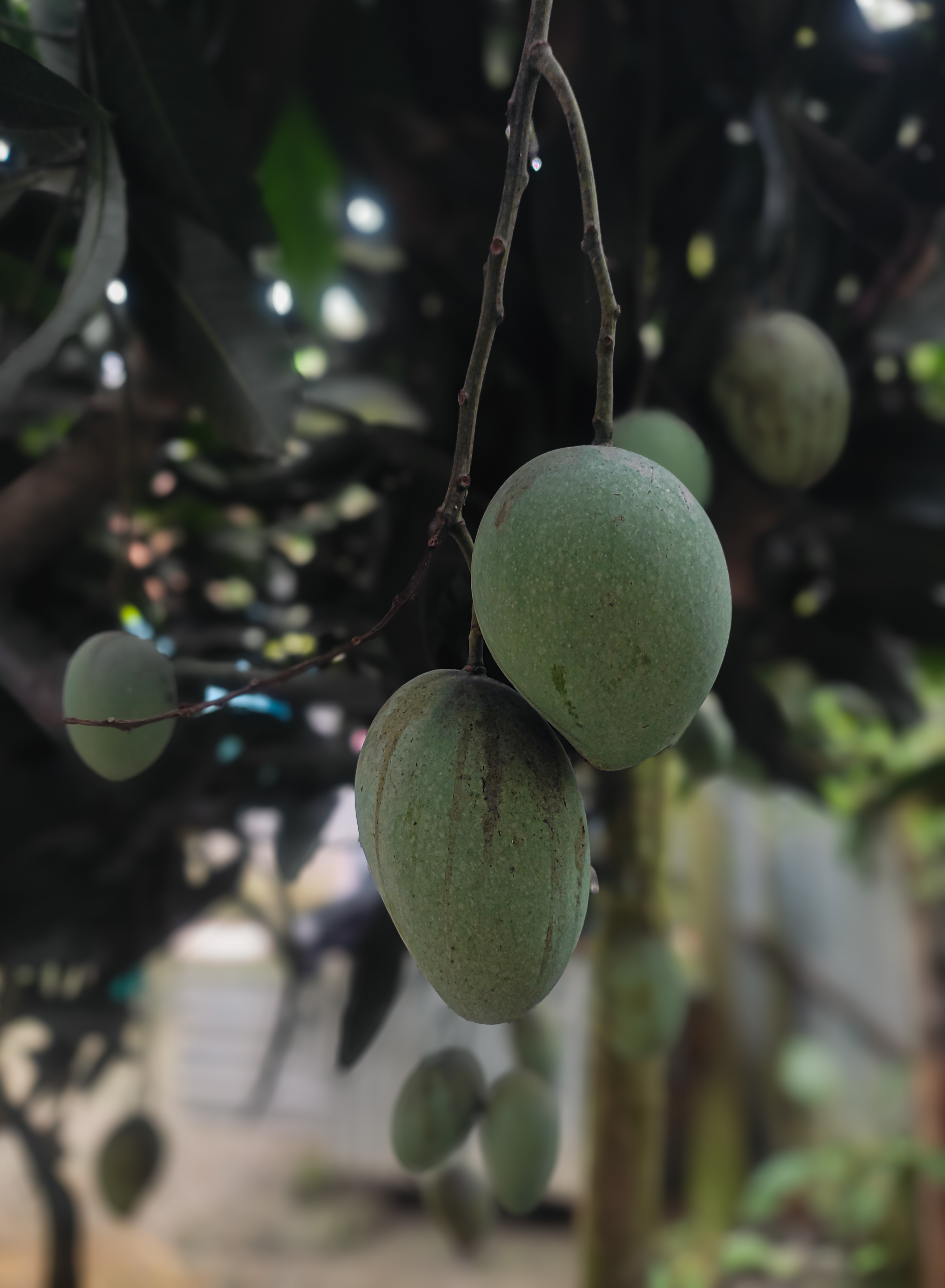 কুড়িগ্রামে গাছে ঝুলছে আম্রপালি আম, ২০২৪ সালের জুলাই। ছবি: তানভীর রাহাত / উইকিমিডিয়া কমন্স (CC BY-SA 4.0)