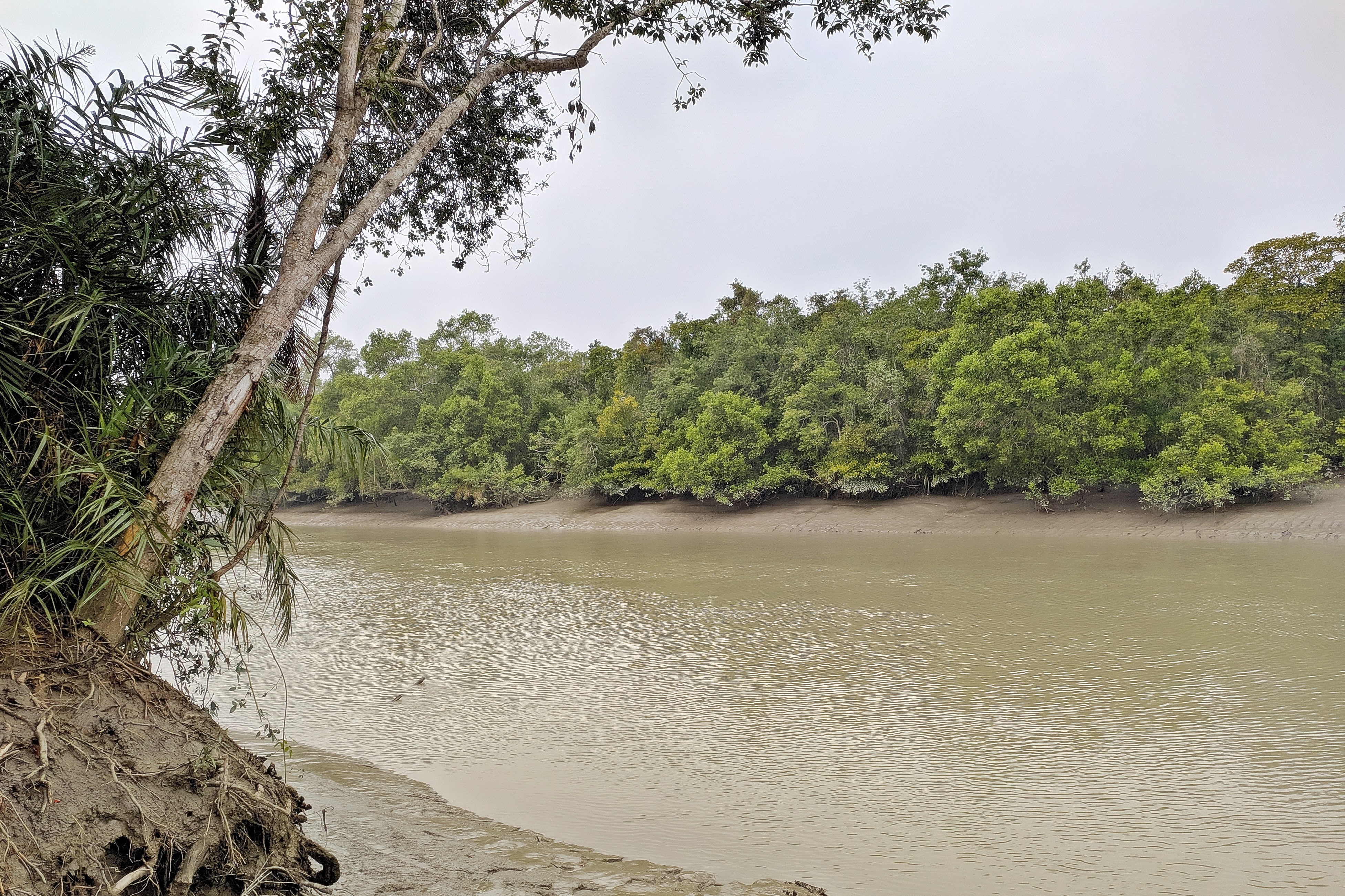 বাগেরহাটে সুন্দরবনের করমজল এলাকার ম্যানগ্রোভ বন। ছবি: Shahid BDWiki / উইকিমিডিয়া কমন্স (CC BY-SA 4.0)