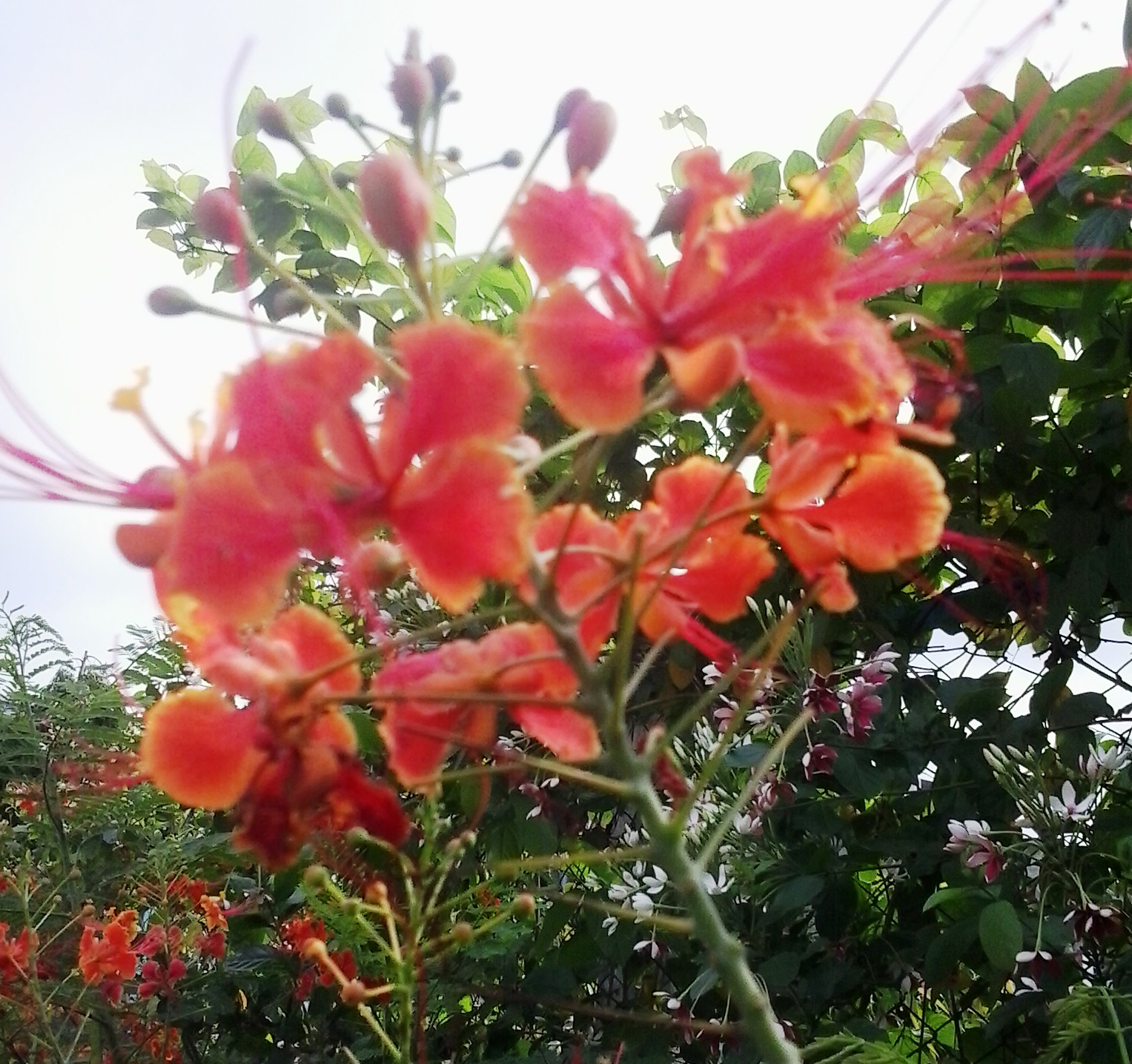 কাছ থেকে তোলা কৃষ্ণচূড়া ফুল। ছবি: Ferdous / উইকিমিডিয়া কমন্স (CC BY-SA 4.0)