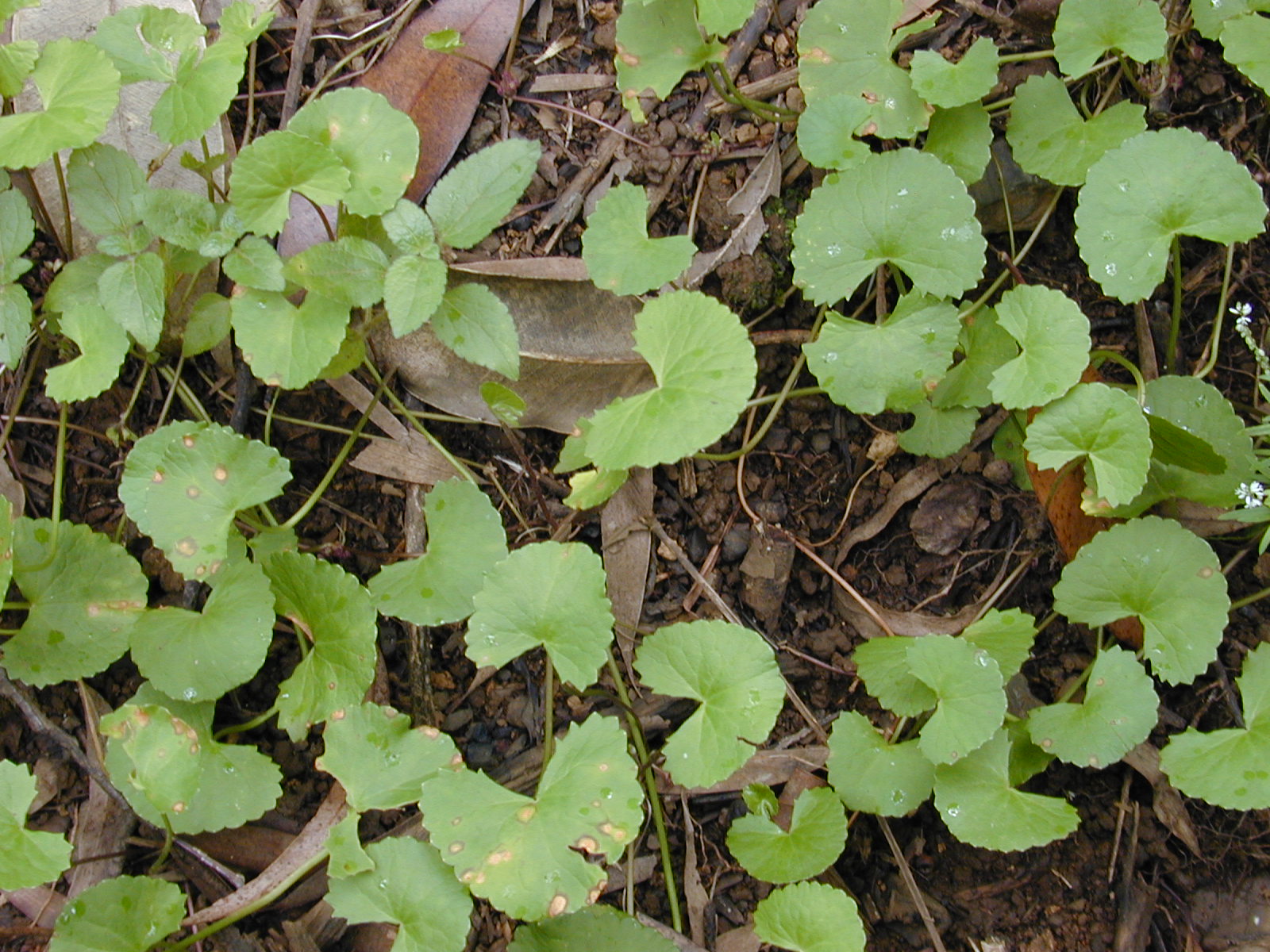 থানকুনি (Centella asiatica), ছোট টবে সহজে জন্মানো একটি ঔষধি শাক। ছবি: Forest & Kim Starr / উইকিমিডিয়া কমন্স (CC BY 3.0)