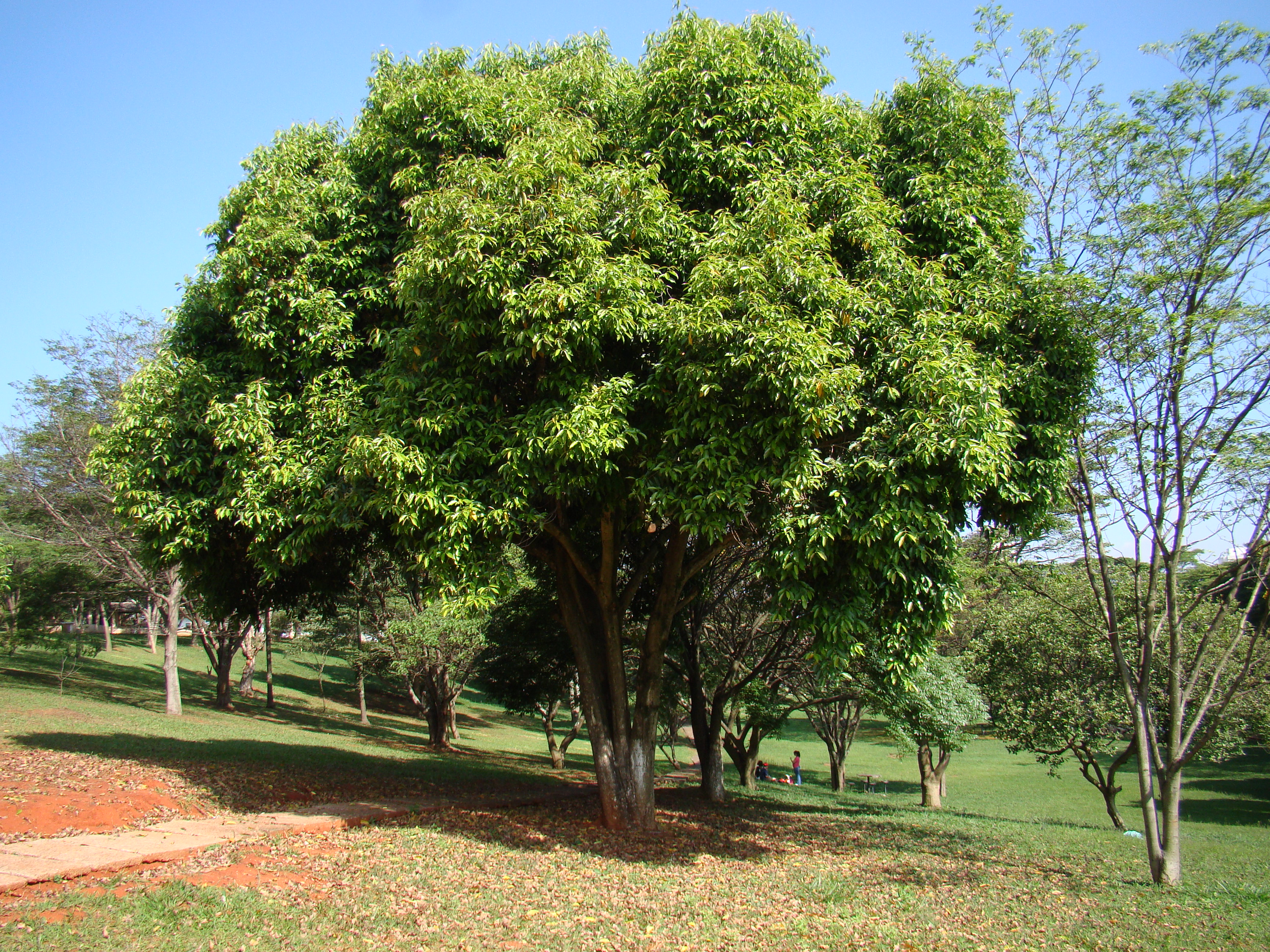 একটি জামগাছ (Syzygium cumini)। ছবি: mauroguanandi / উইকিমিডিয়া কমন্স (CC BY 2.0)