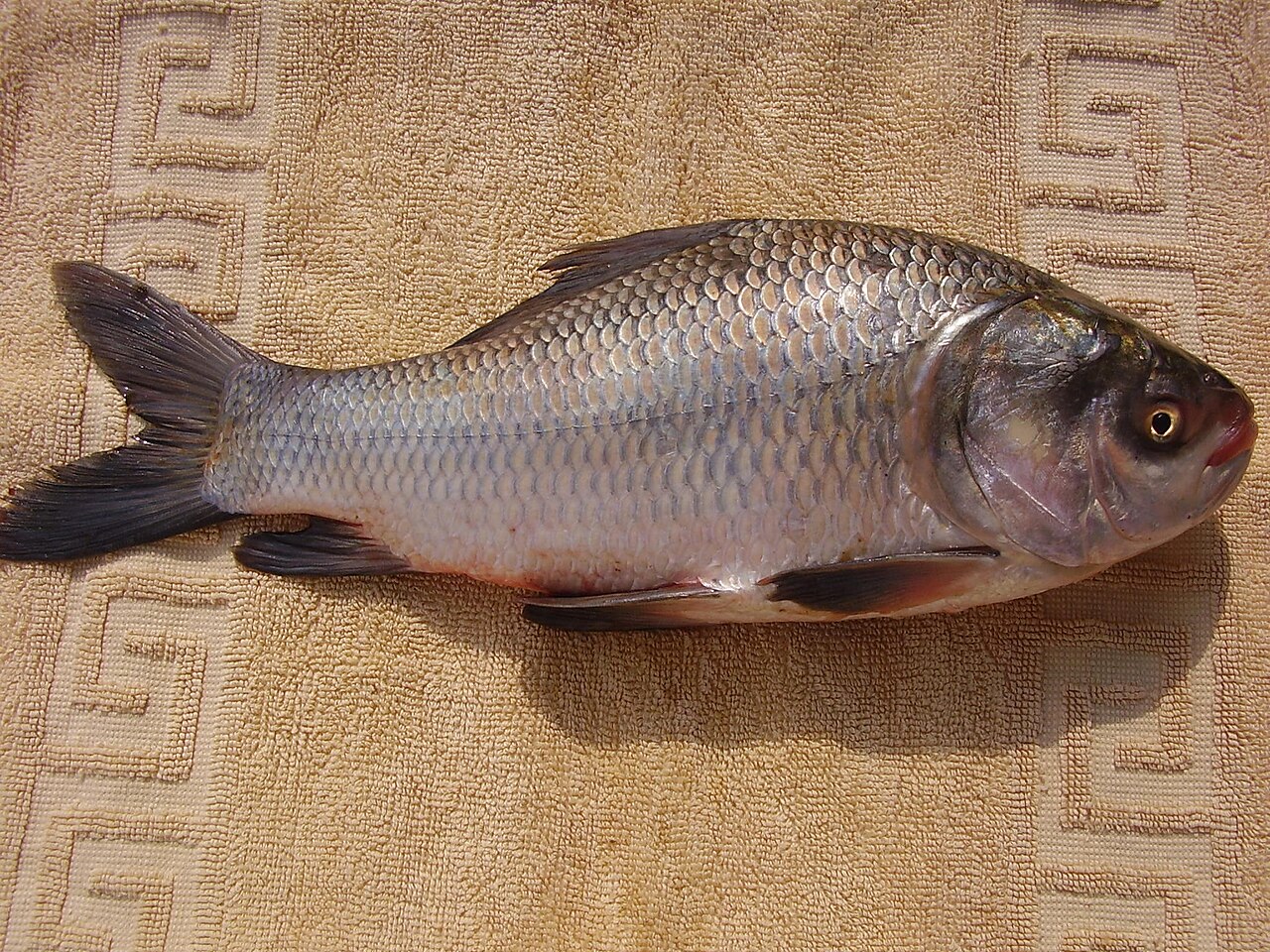 Catla (Catla catla). Photo: Khalid Mahmood / Wikimedia Commons (CC BY-SA 4.0)