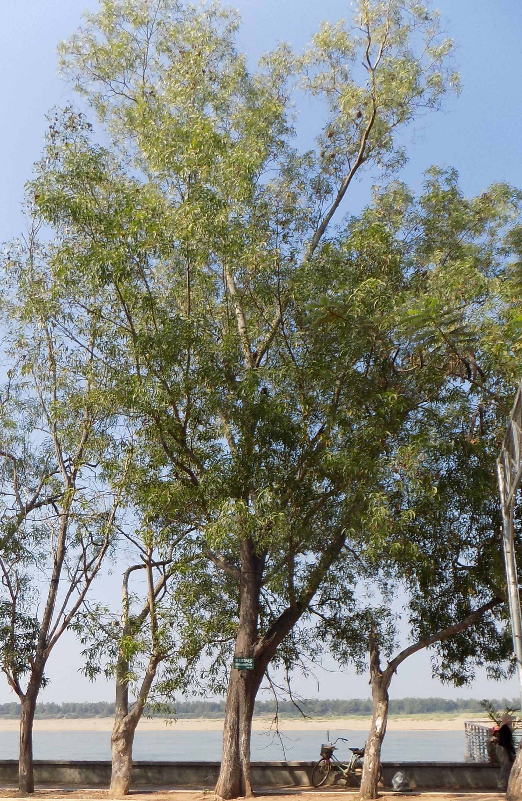 আকাশমণি (Acacia auriculiformis) গাছ, কম্বোডিয়ার ক্রাতিয়েতে তোলা। ছবি: Pamputt / উইকিমিডিয়া কমন্স (CC0)
