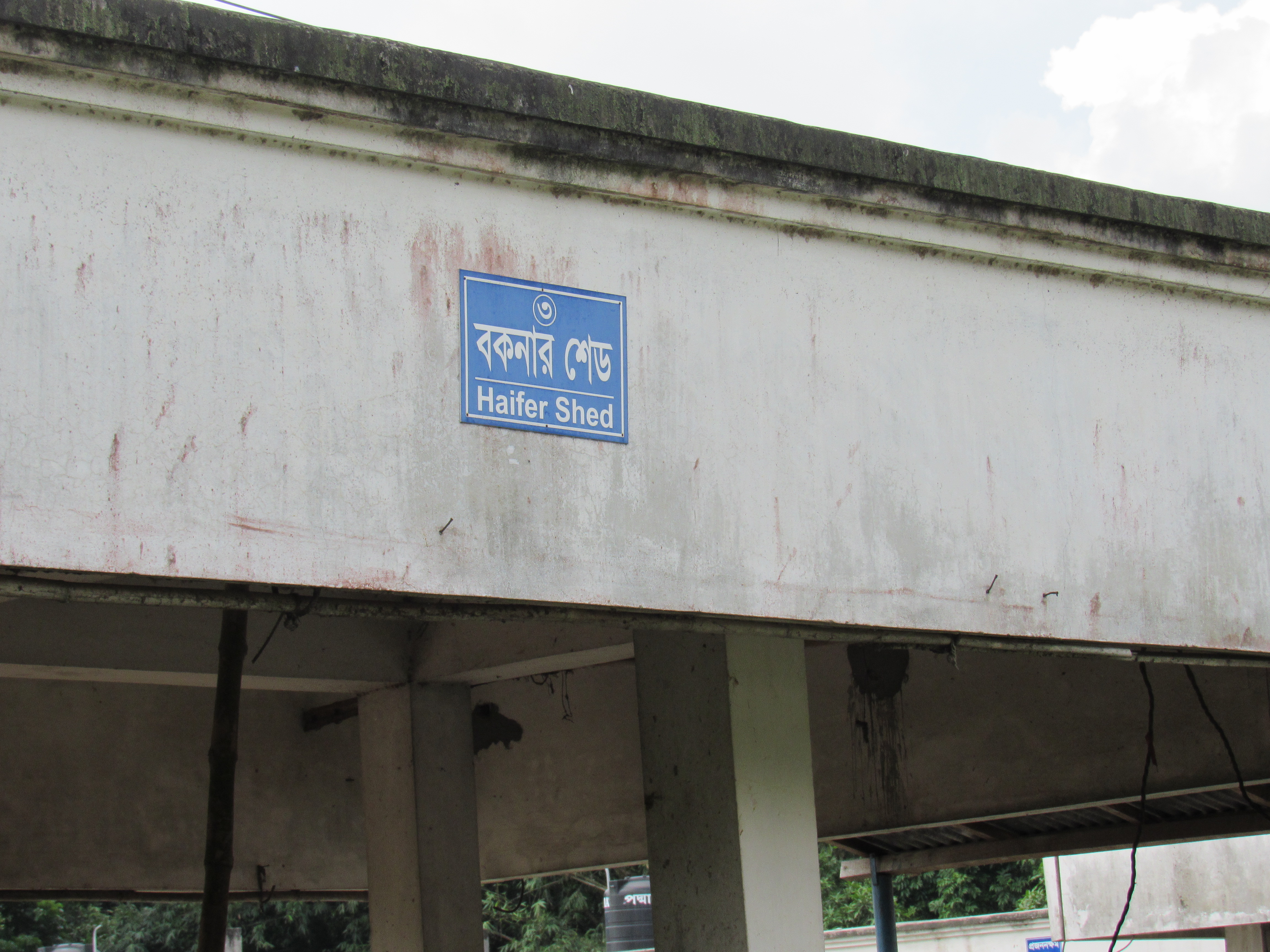 বগুড়ার পল্লী উন্নয়ন একাডেমির (আরডিএ) ডেইরি খামারে বকনা বাছুরের শেড। ছবি: Ibrahim Husain Meraj / উইকিমিডিয়া কমন্স (CC BY-SA 3.0)