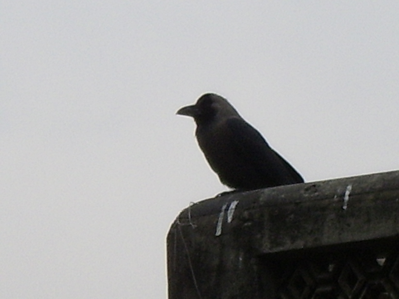 ঢাকায় তোলা একটি পাতিকাক (Corvus splendens), বাংলাদেশের শহর ও গ্রামের সবচেয়ে পরিচিত পাখি; এটি প্রতিবেদনের উদ্ধার করা কাকটির ছবি নয়। ছবি: Bellayet / উইকিমিডিয়া কমন্স (CC BY 2.5)