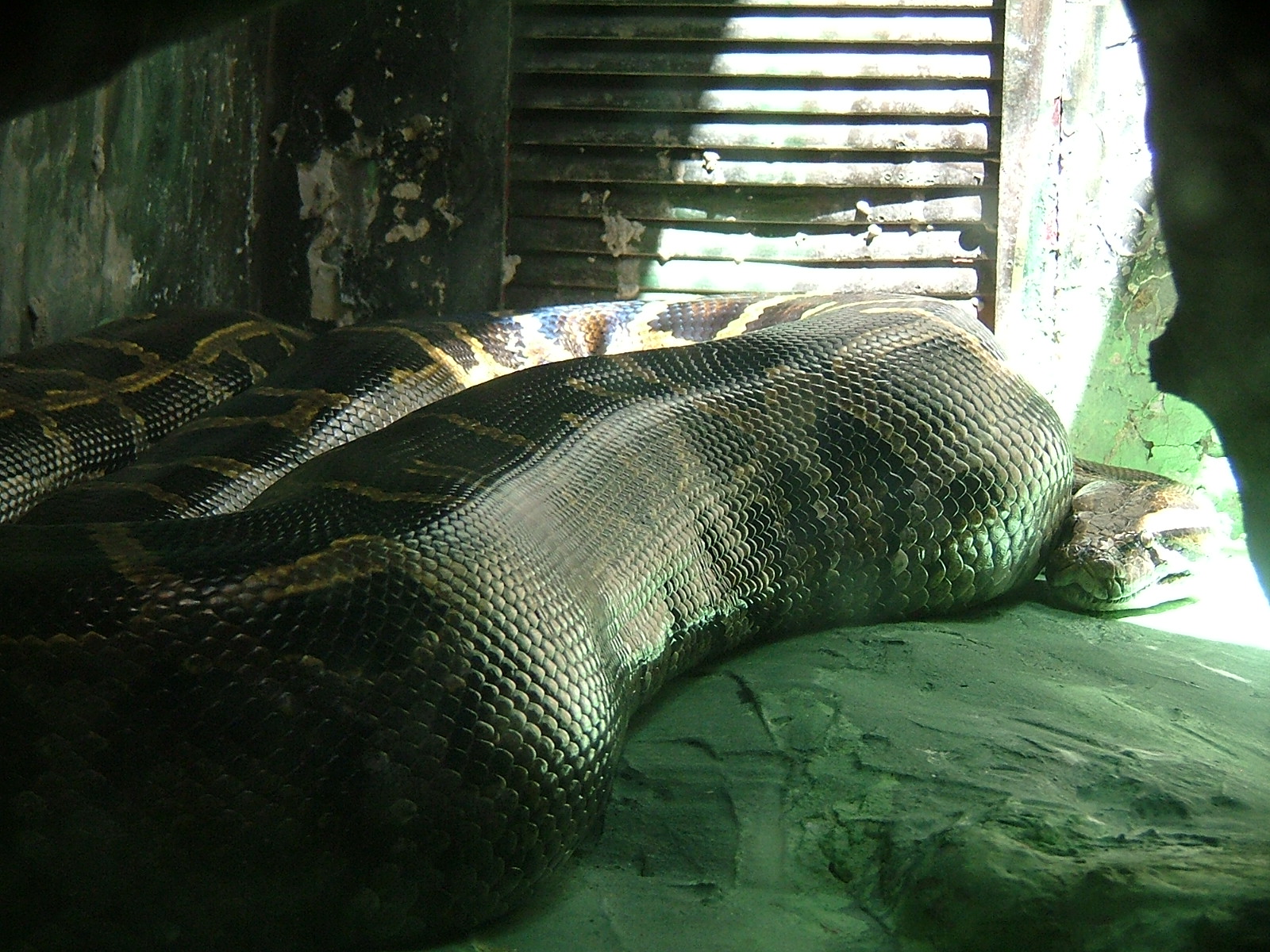 একটি বার্মিজ অজগর (Python bivittatus); ছবিটি ইসরায়েলের জেরুজালেম বিবলিক্যাল চিড়িয়াখানায় তোলা, মিরসরাইয়ের ঘটনার নয়। ছবি: SuperJew / উইকিমিডিয়া কমন্স (সিসি বাই-এসএ ৩.০)