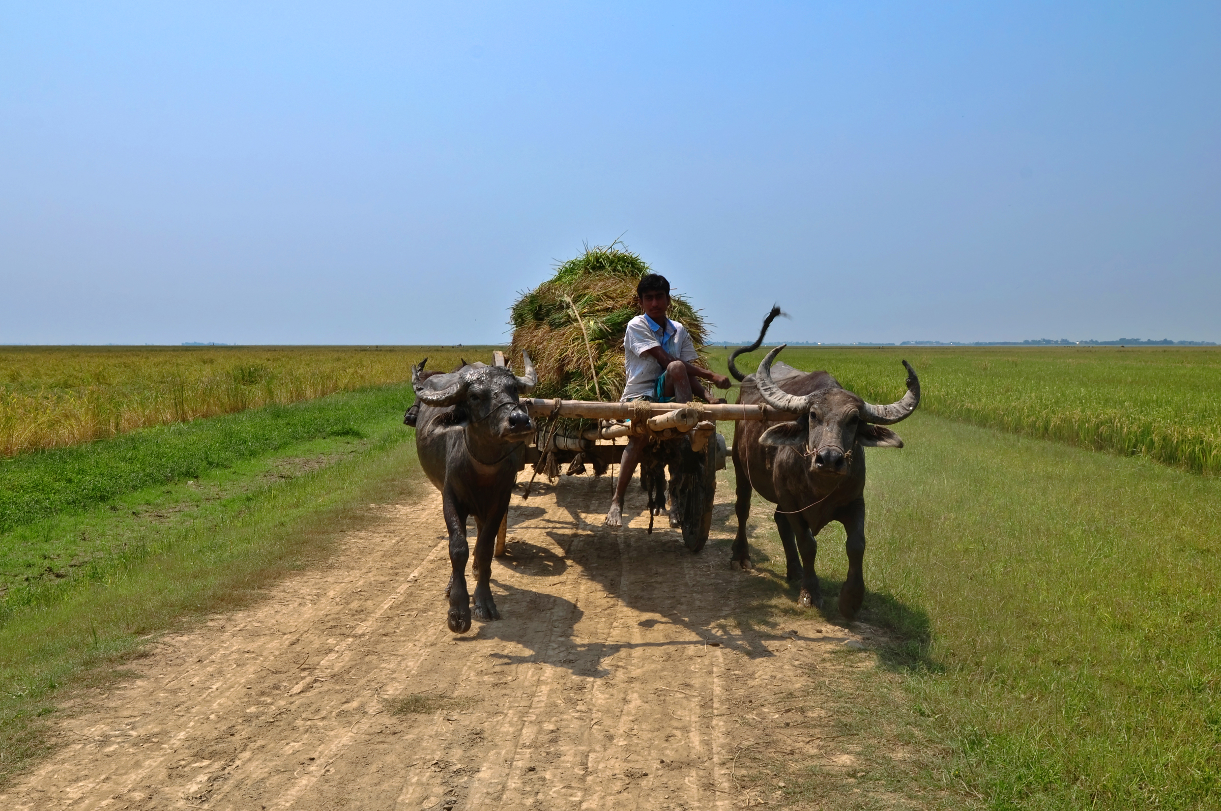 সুনামগঞ্জের শনির হাওরে মহিষের গাড়ি। ছবি: Balaram Mahalder / উইকিমিডিয়া কমন্স (CC BY-SA 3.0)