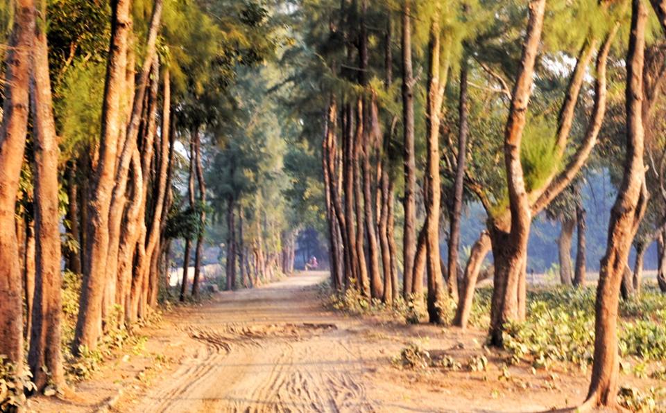 পটুয়াখালীর কলাপাড়া উপজেলায় কুয়াকাটা জাতীয় উদ্যানের ভেতরের একটি বনপথ। ছবি: Md Riaz / উইকিমিডিয়া কমন্স (CC BY-SA 4.0)