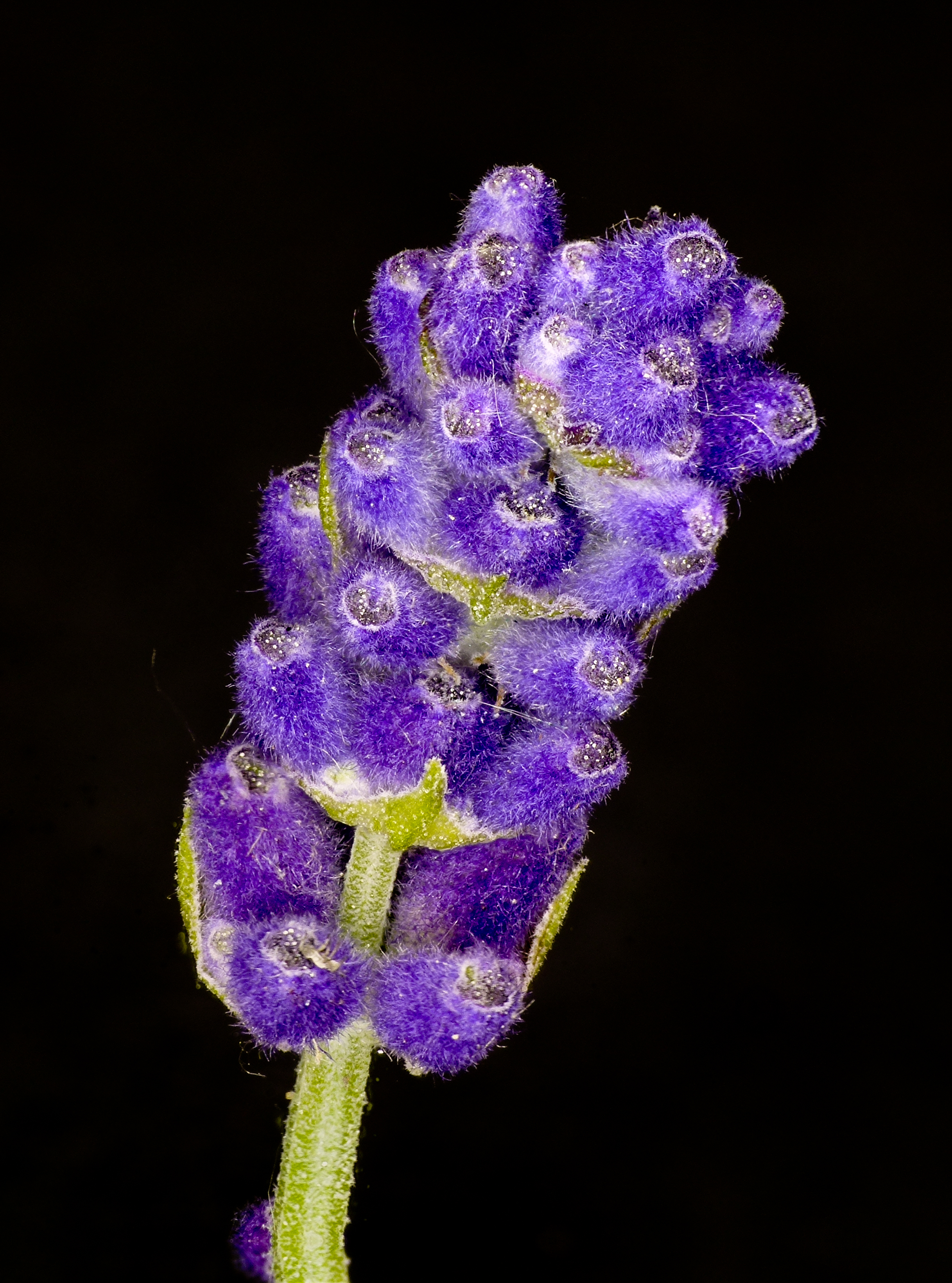 জার্মানিতে ফুটে থাকা ল্যাভেন্ডার (Lavandula angustifolia)। ছবি: নরবার্ট নাগেল / উইকিমিডিয়া কমন্স (CC BY-SA 3.0)