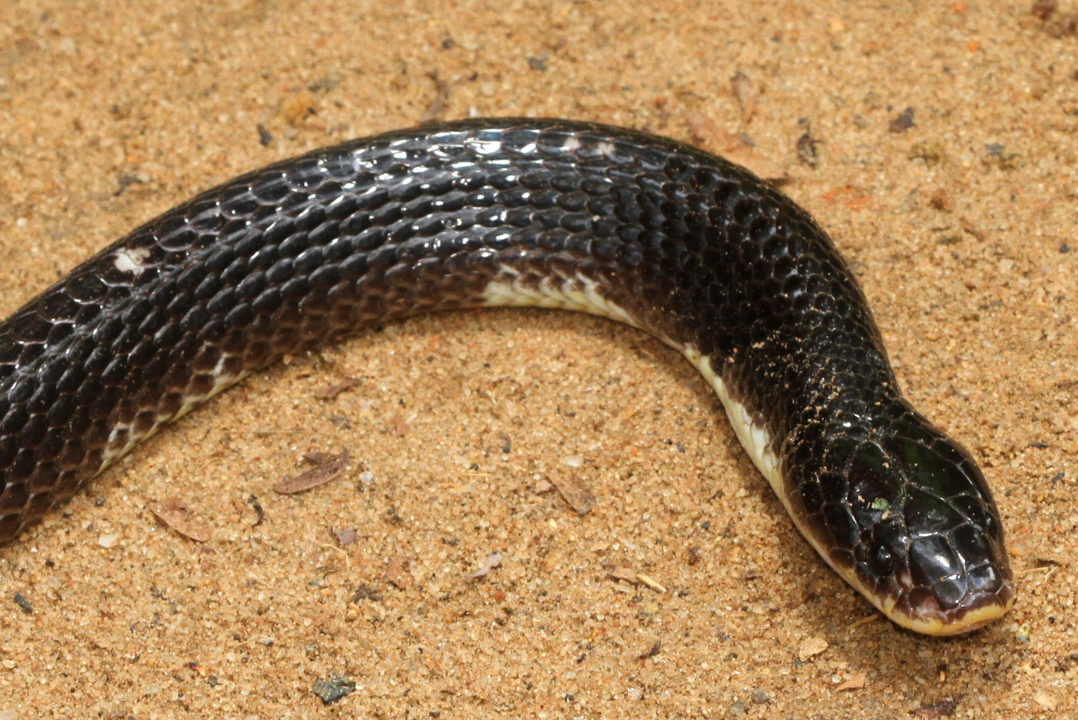 কমন ক্রেইট বা কালাচ (Bungarus caeruleus), বাংলাদেশে পাওয়া ক্রেইট প্রজাতিগুলোর একটি; এটি প্রসঙ্গ বোঝাতে দেওয়া ছবি, এই ঘটনার সাপ নয়। ছবি: Davidvraju / উইকিমিডিয়া কমন্স (CC BY-SA 4.0)