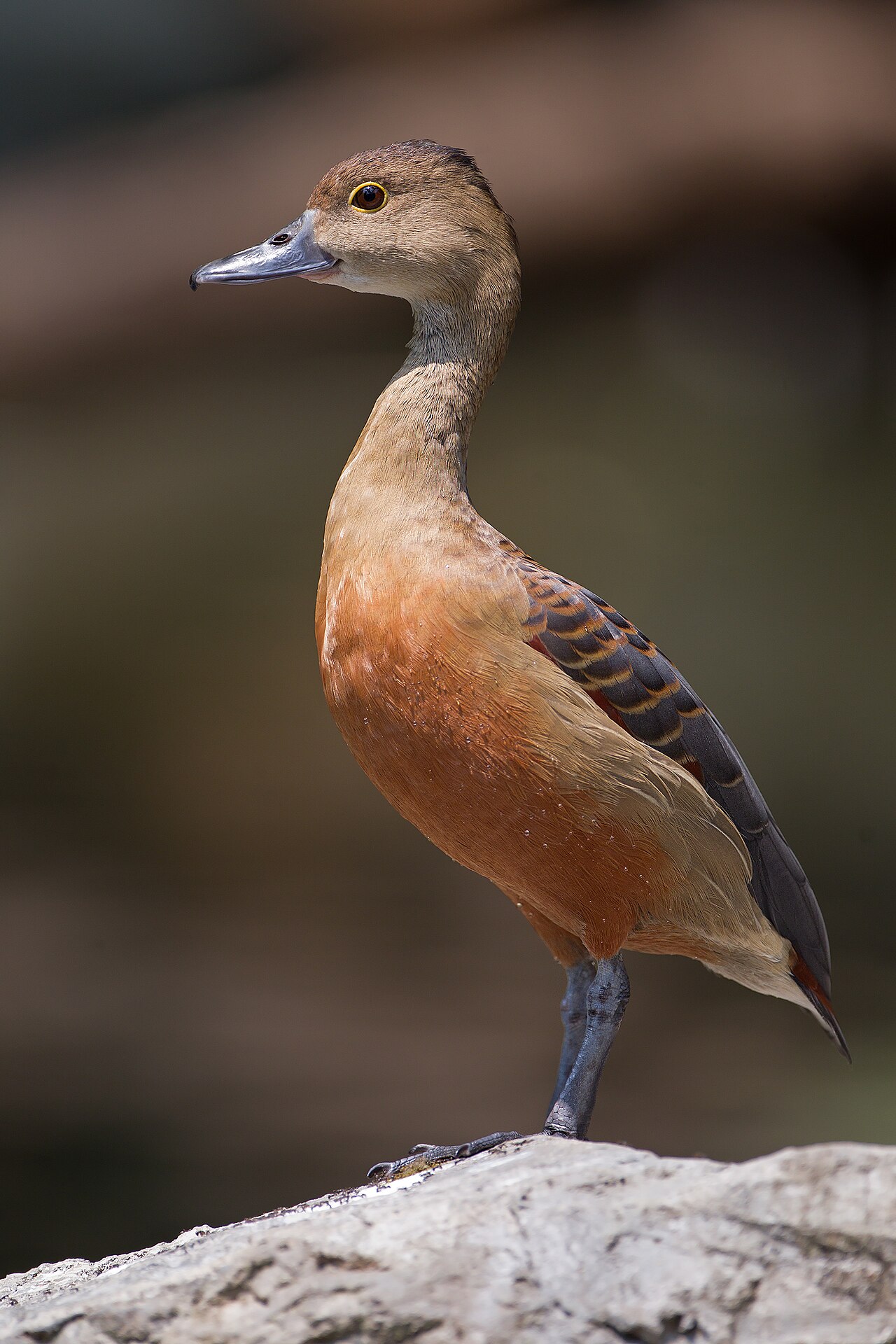 From a sack to a campus lake: 14 lesser whistling ducks freed in Pabna