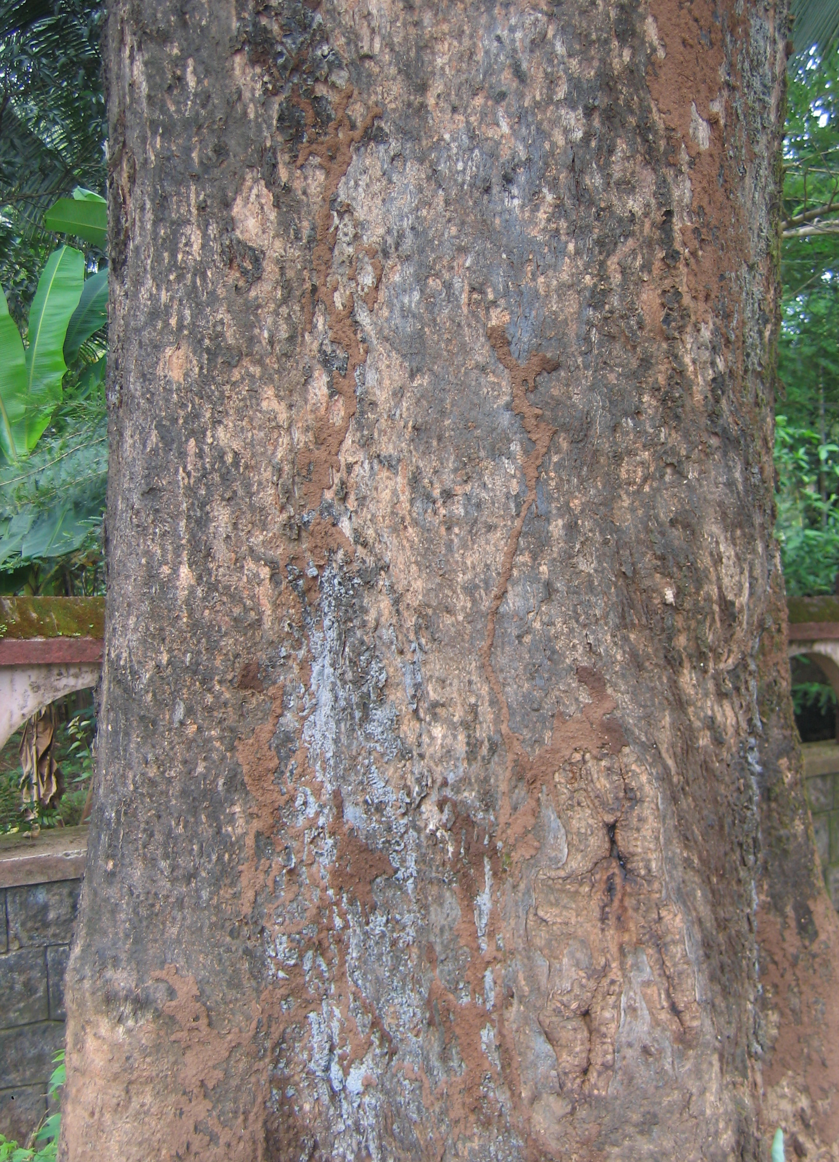 বহেরা গাছের (Terminalia bellirica) বাকল। এই গাছের আঠা লজ্জাবতী বানরের গুরুত্বপূর্ণ খাবার। ছবি: Vinayaraj / উইকিমিডিয়া কমন্স (CC BY-SA 3.0)