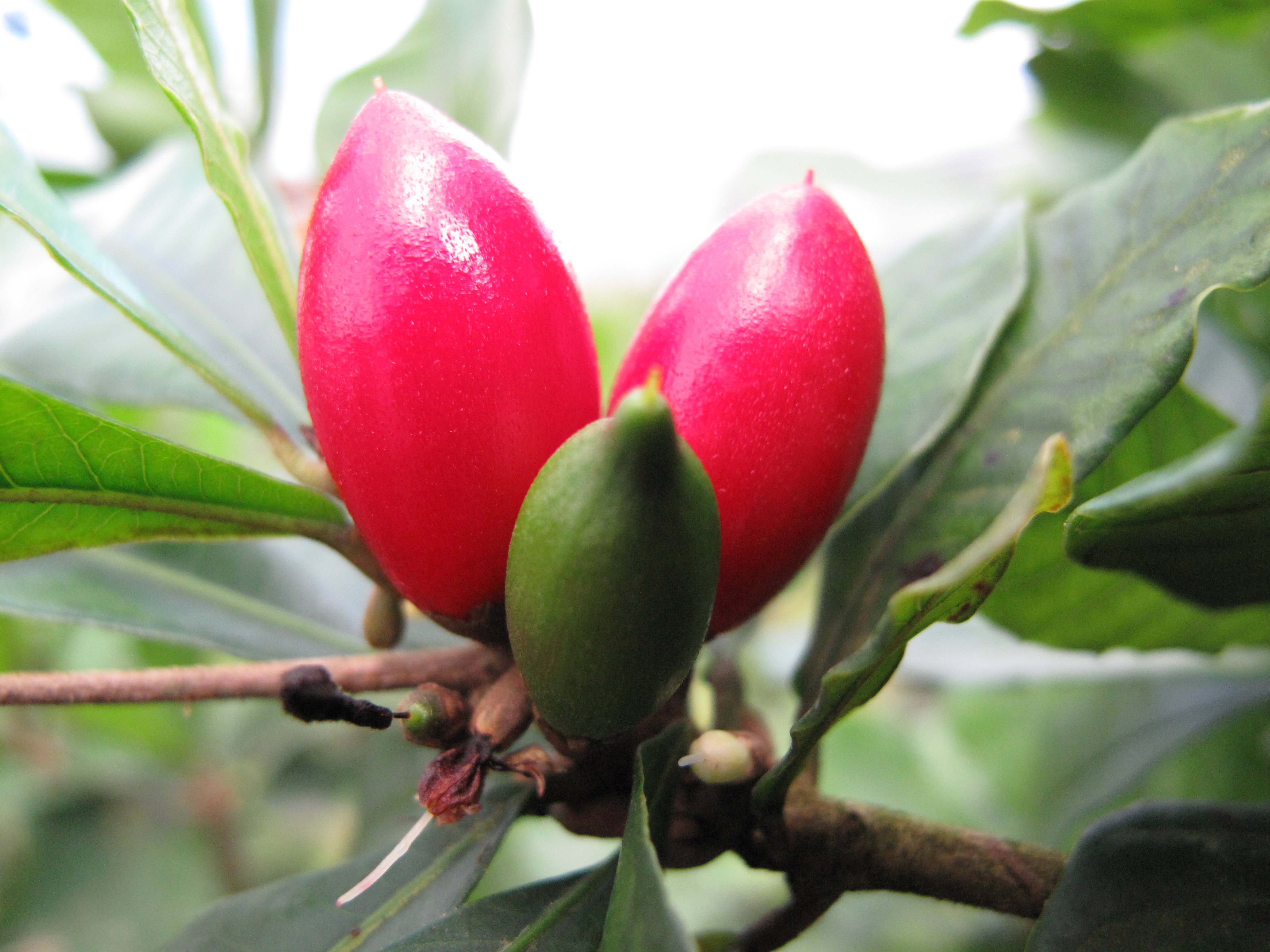 গাছে পাকা লাল মিরাকল বেরি। ছবি: MiracleFruitFarm / উইকিমিডিয়া কমন্স (CC BY-SA 3.0)