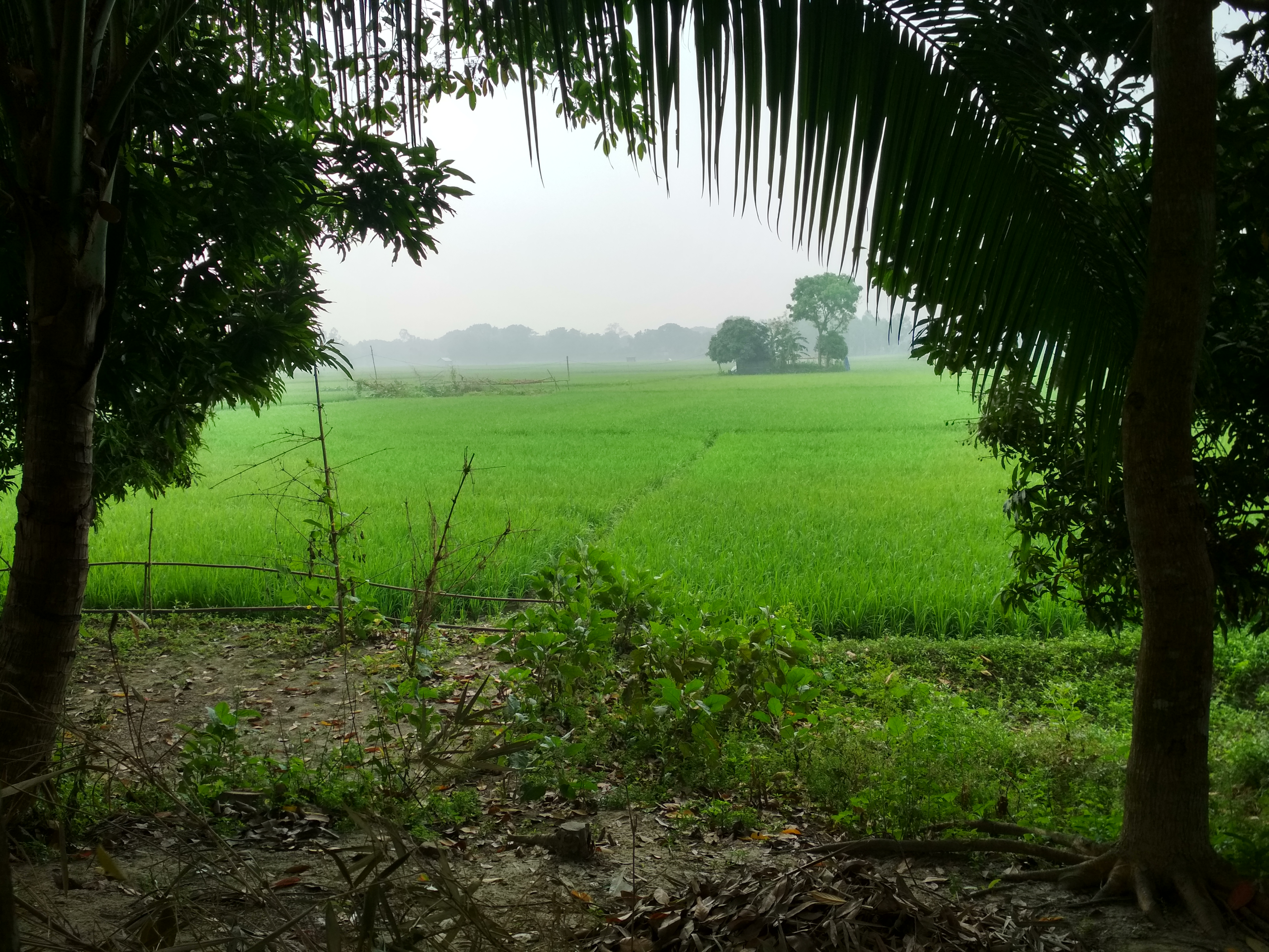 টাঙ্গাইল জেলার একটি গ্রামের ধানখেত। ছবি: Saddam019 / উইকিমিডিয়া কমন্স (CC BY-SA 4.0)