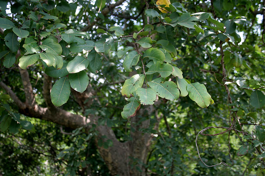 অর্জুন গাছ (Terminalia arjuna), ভারতের অনন্তগিরি পাহাড়ে তোলা। ছবি: J.M.Garg / উইকিমিডিয়া কমন্স (CC BY 3.0)
