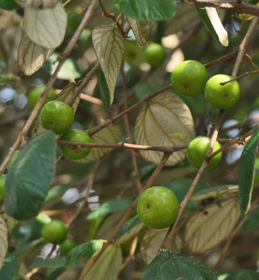 ইন্দোনেশিয়ার উত্তর লম্বকে তোলা বুনো Ziziphus mauritiana-র ফল; কুল এই প্রজাতিরই। ছবি: Wibowo Djatmiko (Wie146) / উইকিমিডিয়া কমন্স (CC BY-SA 3.0)
