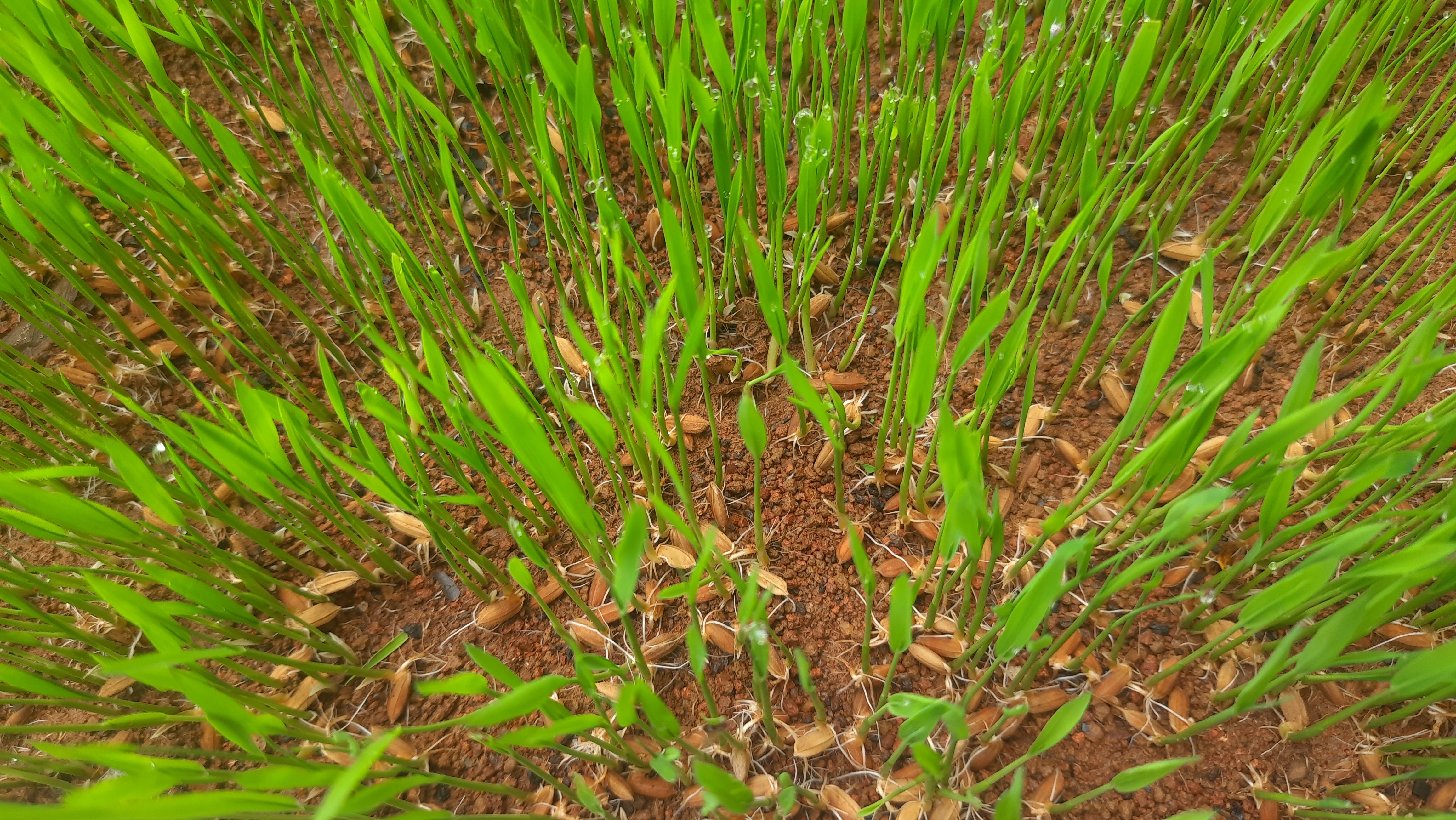 বীজতলায় বোনার জন্য ট্রেতে রাখা অঙ্কুরিত ধান; ভেজানো ধান এভাবে অঙ্কুরিত হওয়ার পর শুকিয়ে জালা চাল তৈরি হয়। ছবিটি প্রেক্ষাপট হিসেবে দেওয়া। ছবি: প্রজ্ঞা প্রভু / উইকিমিডিয়া কমন্স (সিসি বাই-এসএ ৪.০)