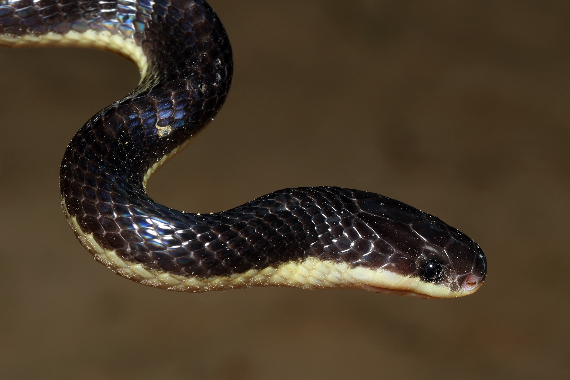 বাংলাদেশে তোলা বড় কালো ক্রেইটের (Bungarus niger) ছবি; ডব্লিউএইচওর নির্দেশিকা অনুযায়ী এই শঙ্খিনী সারা দেশে আছে। প্রতীকী ছবি। ছবি: আদনান আজাদ আসিফ / উইকিমিডিয়া কমন্স (সিসি বাই-এসএ ৪.০)