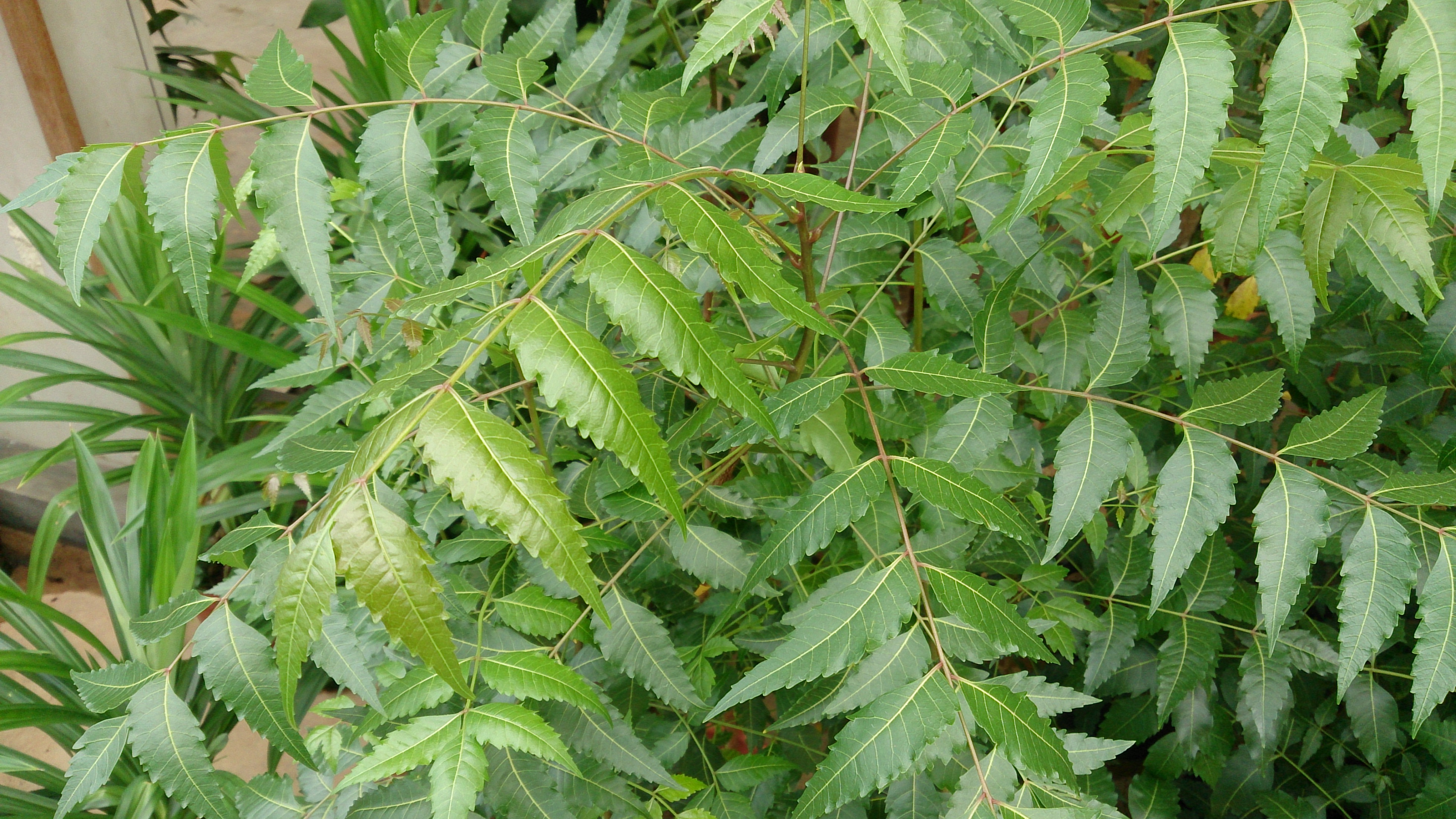 একটি নিমগাছ (Azadirachta indica)। ছবি: Mokkie / উইকিমিডিয়া কমন্স (CC BY-SA 3.0)