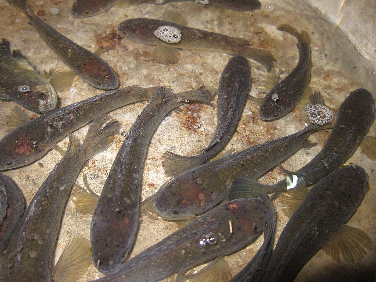 Shol, the striped snakehead (Channa striata). Photo: കാക്കര / Wikimedia Commons (CC BY-SA 3.0)