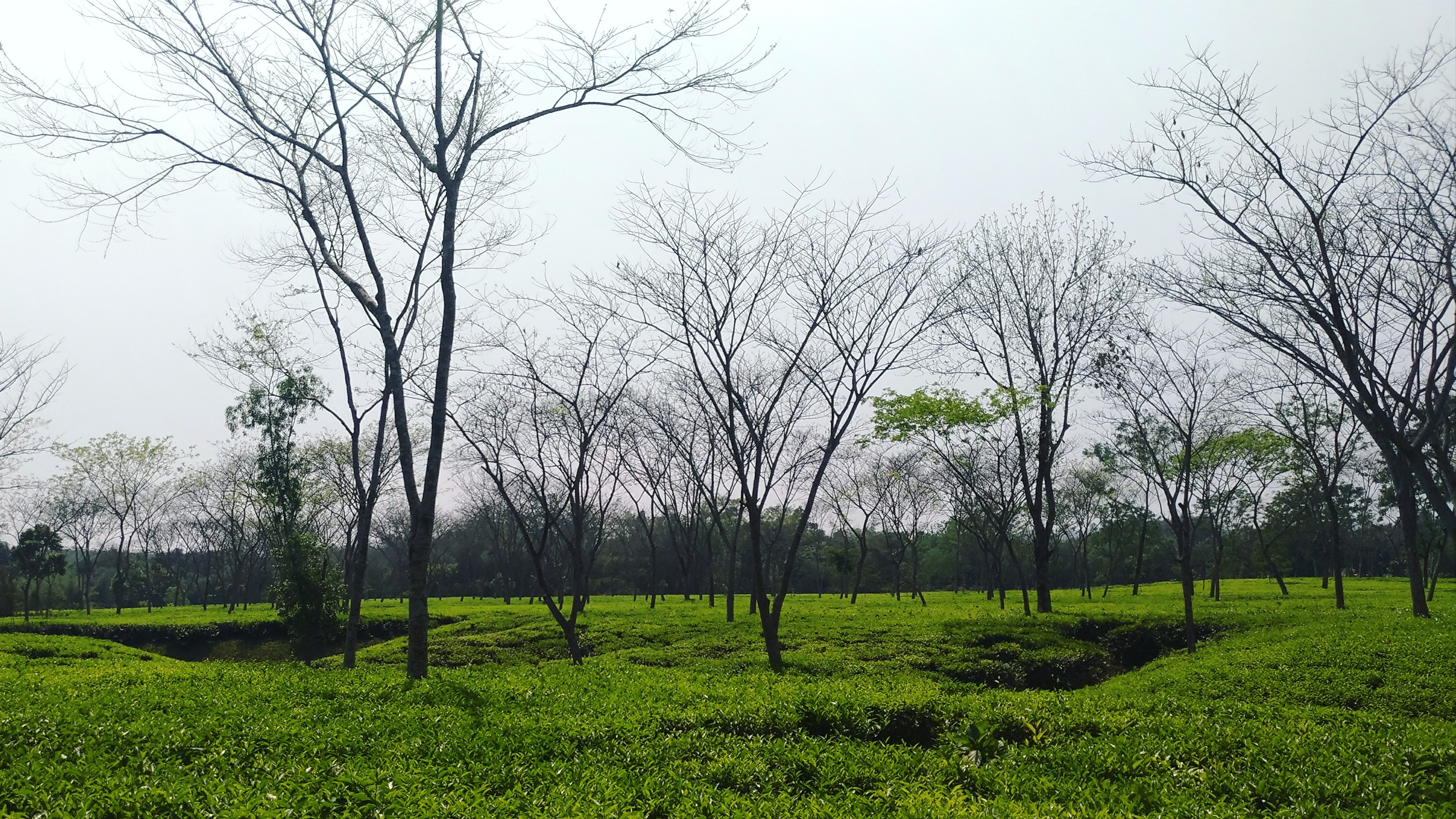 ফটিকছড়ি উপজেলার হালদা ভ্যালি চা বাগান, ২০১৮ সালের মার্চে তোলা। ছবি: Namhar lehos / উইকিমিডিয়া কমন্স (CC BY-SA 4.0)