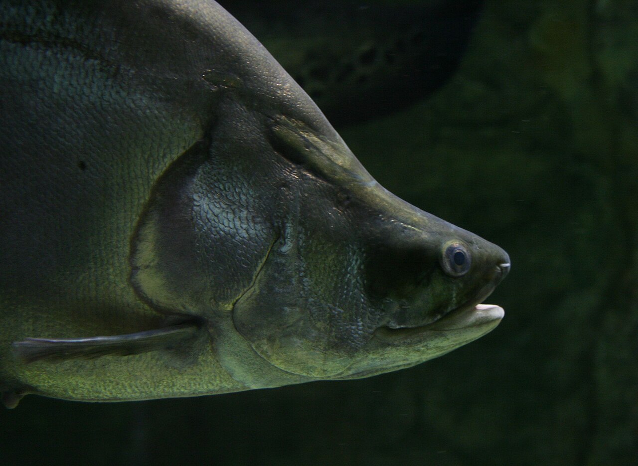 Chital, the clown knifefish (Chitala chitala). Photo: Michal Klajban / Wikimedia Commons (CC BY-SA 3.0)