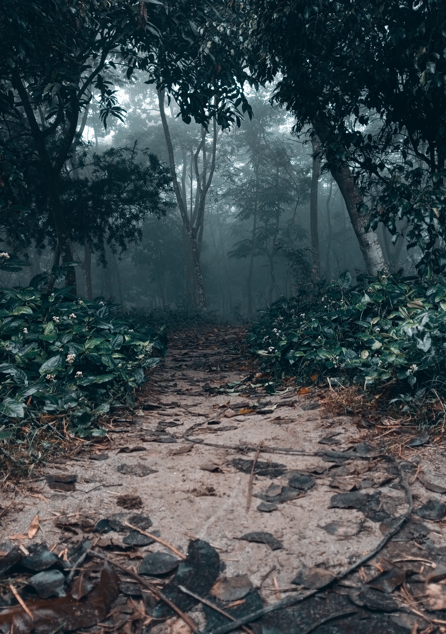 রংপুরে বেগম রোকেয়া বিশ্ববিদ্যালয় এলাকায় তোলা কুয়াশাঢাকা এক শীতের সকাল। ছবি: Suraya Rifa / উইকিমিডিয়া কমন্স (CC BY 4.0)