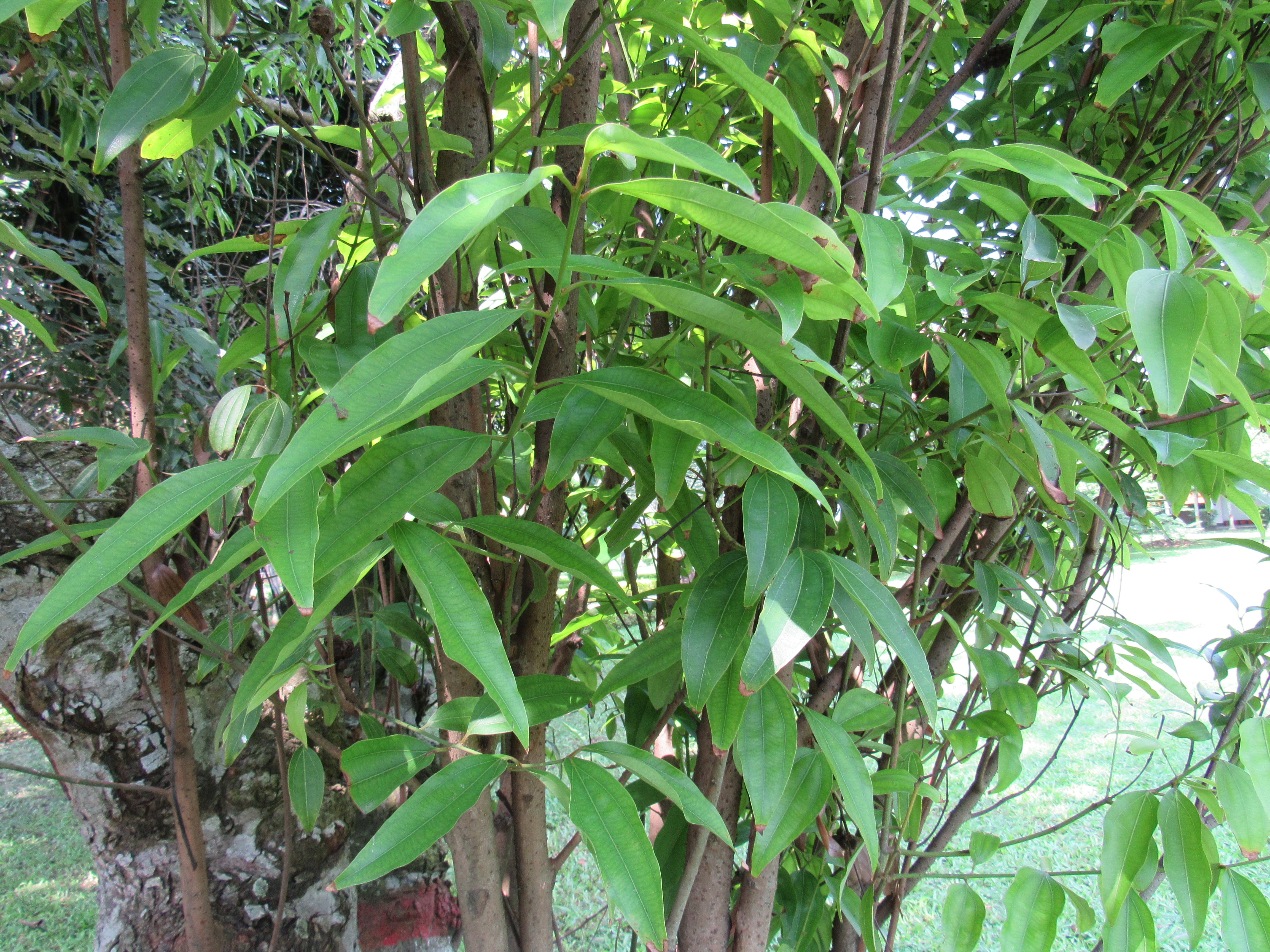 বগুড়ার আরডিএ প্রাঙ্গণে একটি তেজপাতা গাছ (Cinnamomum tamala), ২০১৬ সালে তোলা। ছবি: আফিফা আফরিন / উইকিমিডিয়া কমন্স (CC BY-SA 3.0)