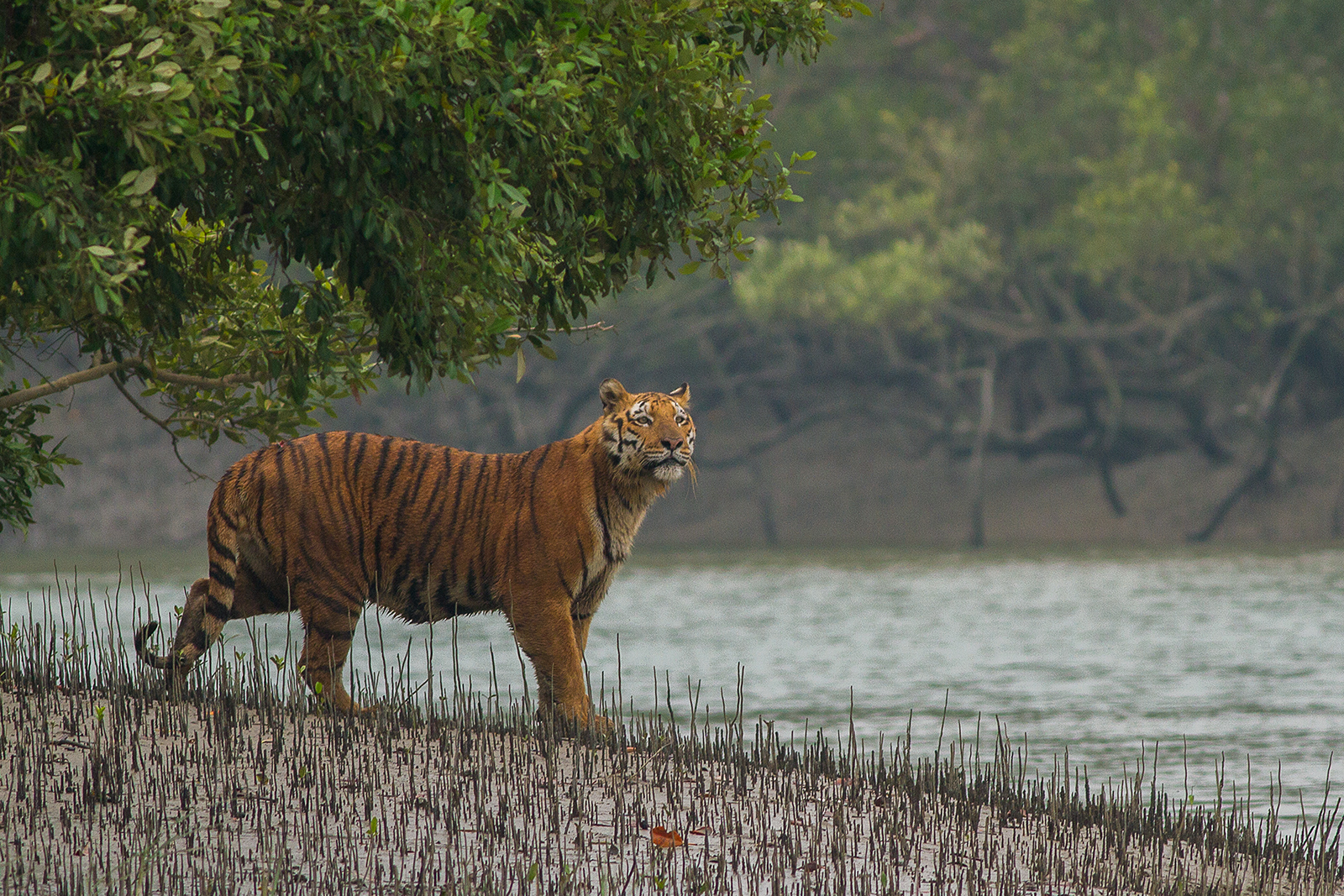 ভারতের পশ্চিমবঙ্গের সুন্দরবন টাইগার রিজার্ভে একটি বেঙ্গল টাইগার; বাংলাদেশে বাঘের টেকসই জনসংখ্যা আছে কেবল সুন্দরবনে। ছবি: Soumyajit Nandy / উইকিমিডিয়া কমন্স (CC BY-SA 4.0)