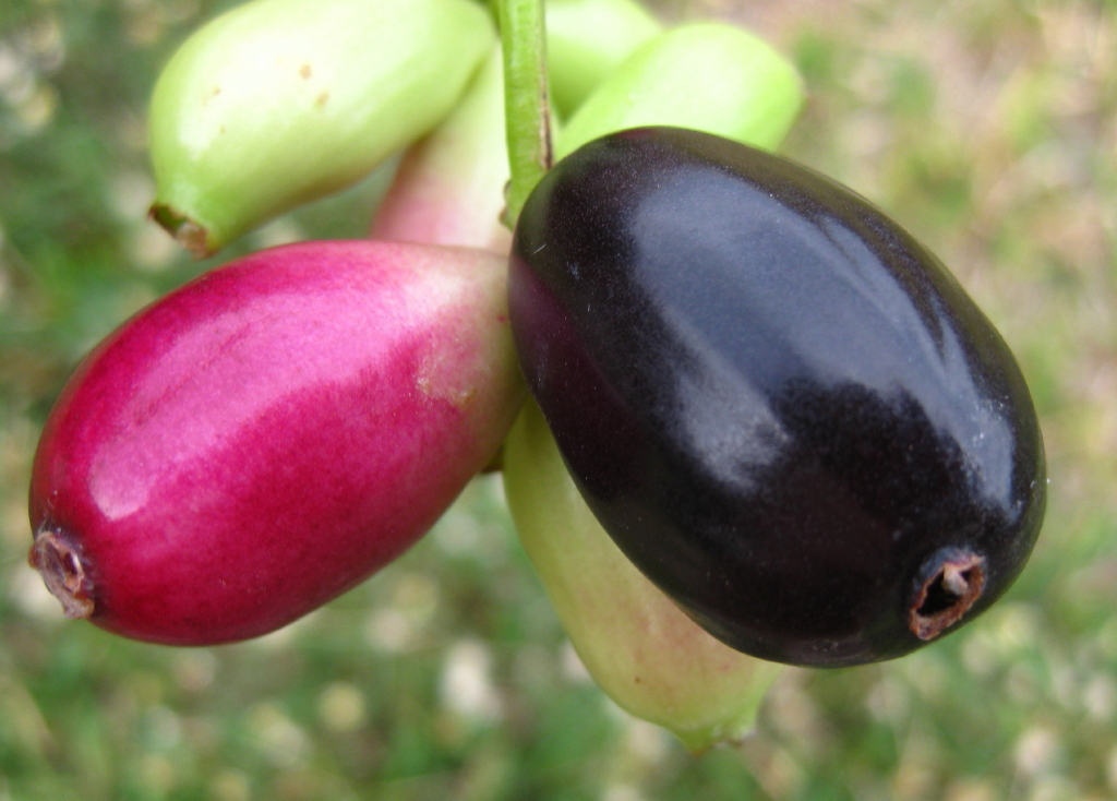 পাকা কালো জাম (Syzygium cumini); ছবিটি মোজাম্বিকের পেম্বায় তোলা। ছবি: Ton Rulkens / উইকিমিডিয়া কমন্স (CC BY-SA 2.0)