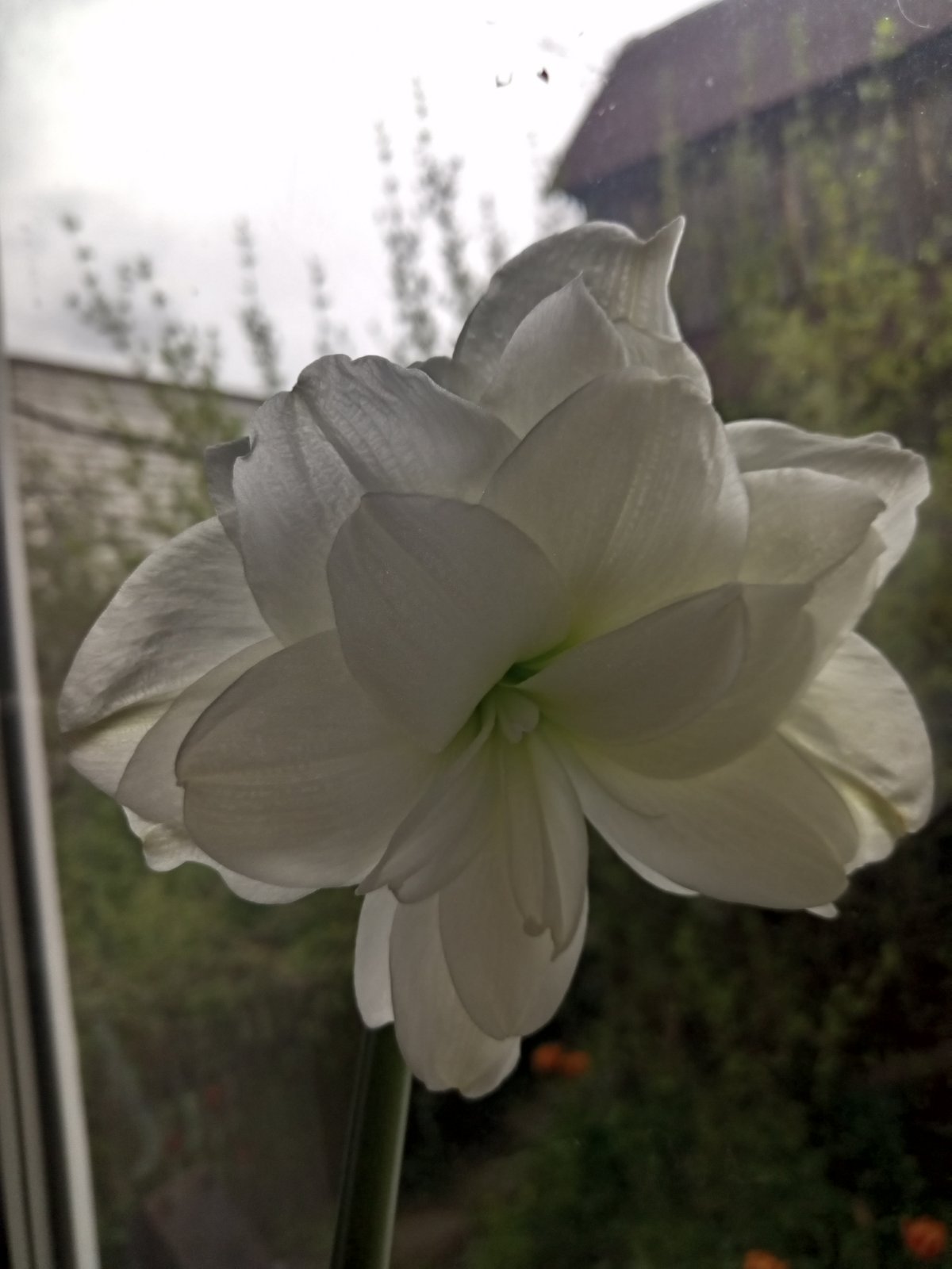 জানালার তাকে টবে ফোটা সাদা অ্যামারিলিস (Hippeastrum) ফুল; ছবিটি ইউক্রেনের দনিপ্রোতে তোলা। ছবি: Natalka Ukraine / উইকিমিডিয়া কমন্স (CC BY-SA 4.0)